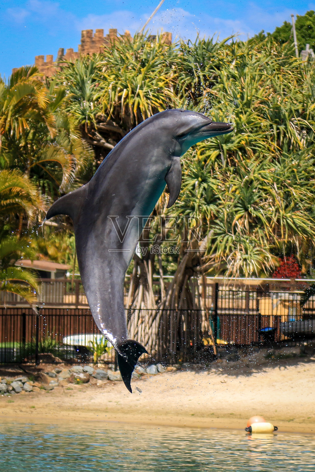 海豚优雅地跃出水面，溅起水花，背景是蔚蓝的海洋。照片摄影图片