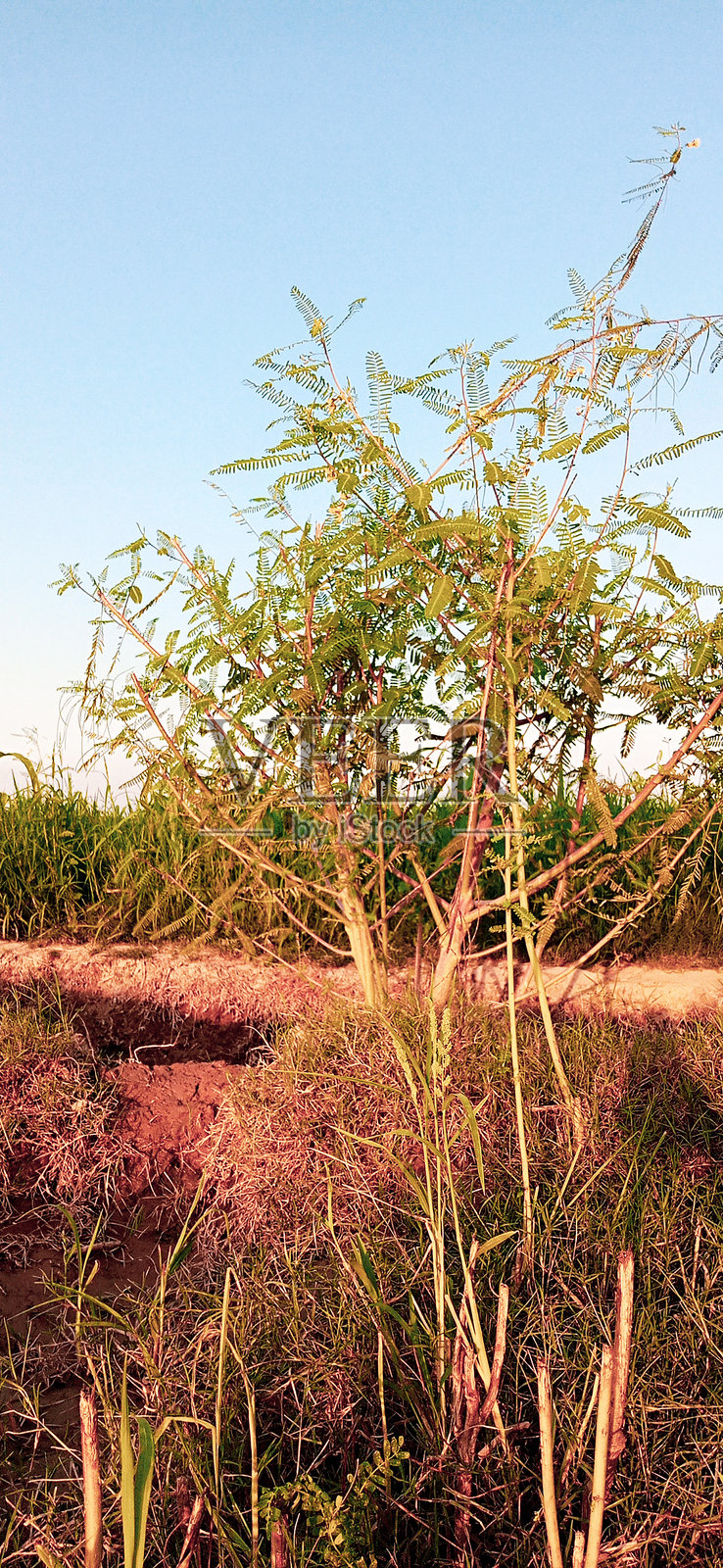 绿色植物的侧面视图照片摄影图片