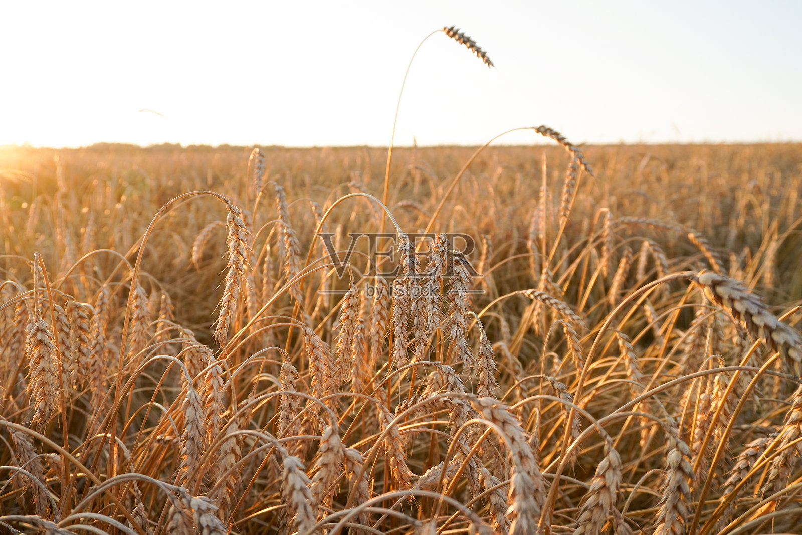 金色的小麦田在夕阳的光辉中轻轻摇曳。成熟的小麦穗沐浴在金色的夕阳下，营造出宁静的农业景象。照片摄影图片