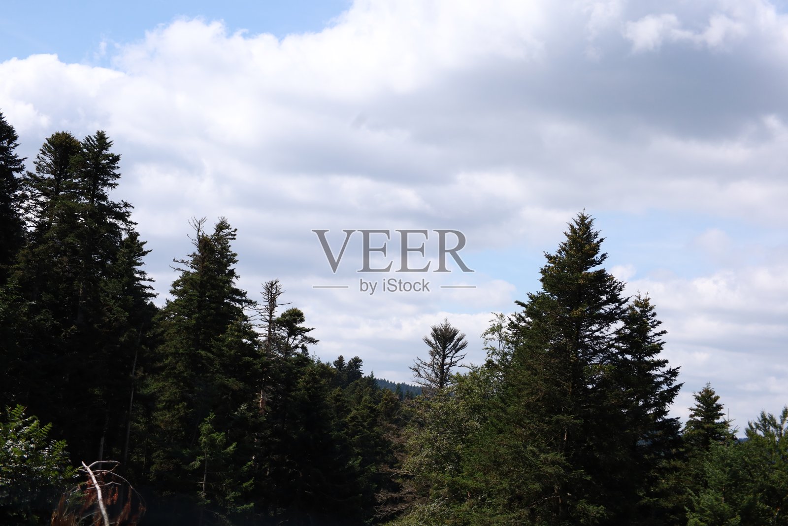 森林照片摄影图片