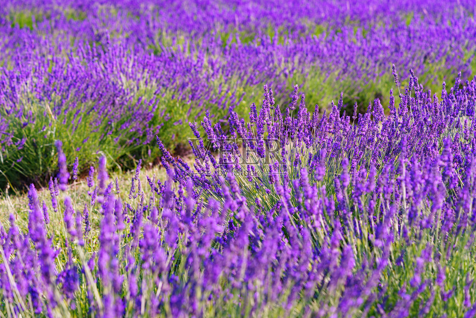 在宁静的紫色和绿色夏季田野背景下，薰衣草灌木在温暖的阳光下盛开。照片摄影图片