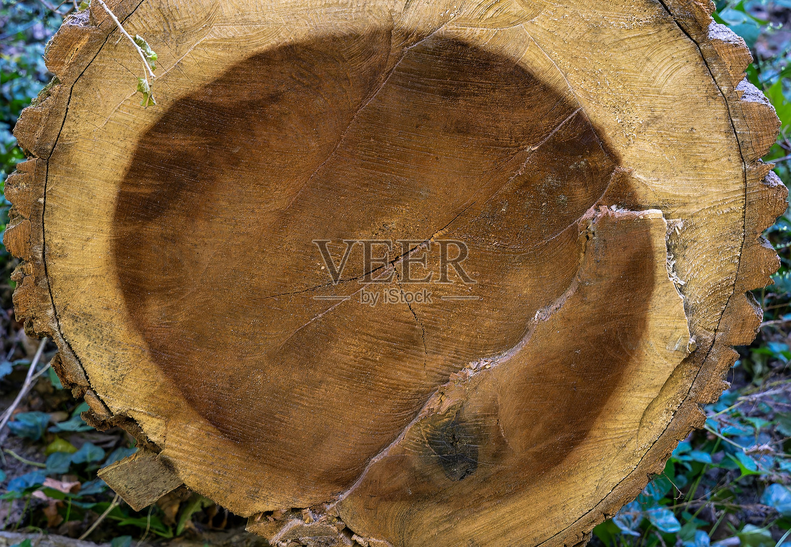 锯掉的树干的核心照片摄影图片