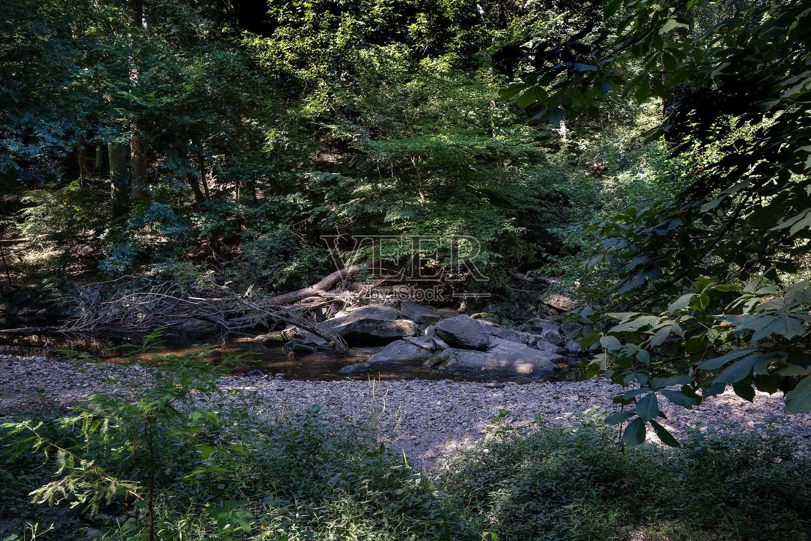 森林中杂乱的树枝照片摄影图片