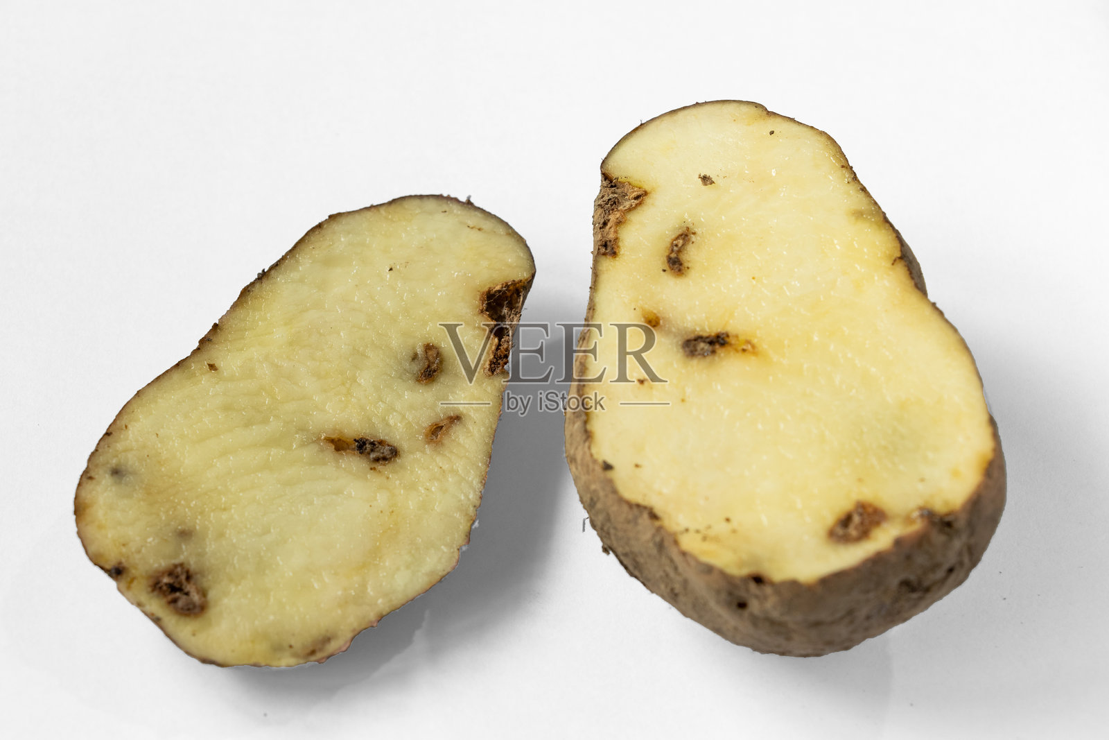 生病且状况不佳的白土豆，虫害、蠕虫、蛾子、真菌照片摄影图片