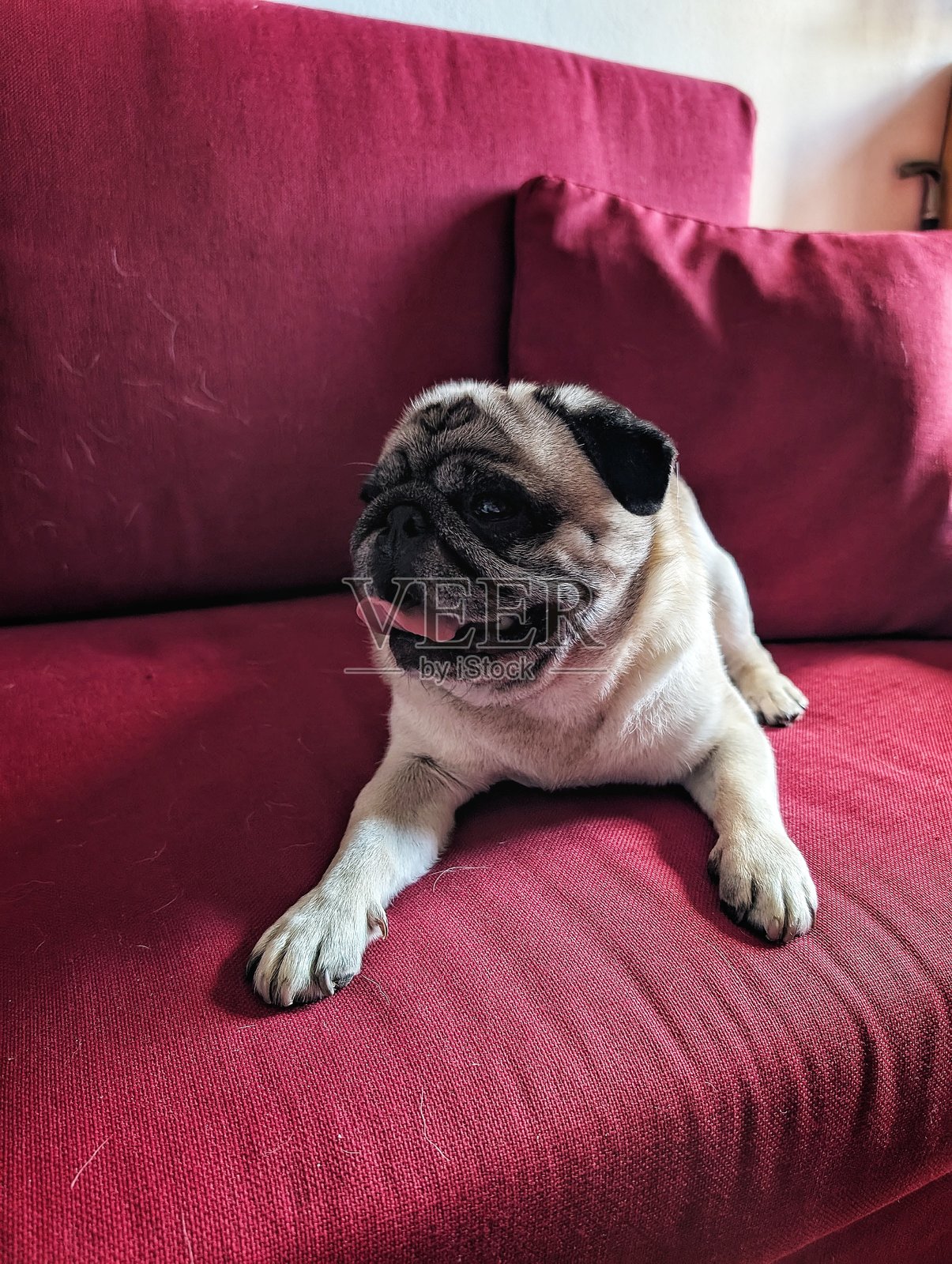 快乐的巴哥犬在沙发上照片摄影图片