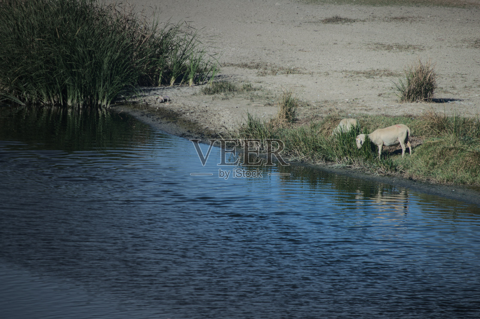 乡村风景中河岸边的羊群在吃草照片摄影图片
