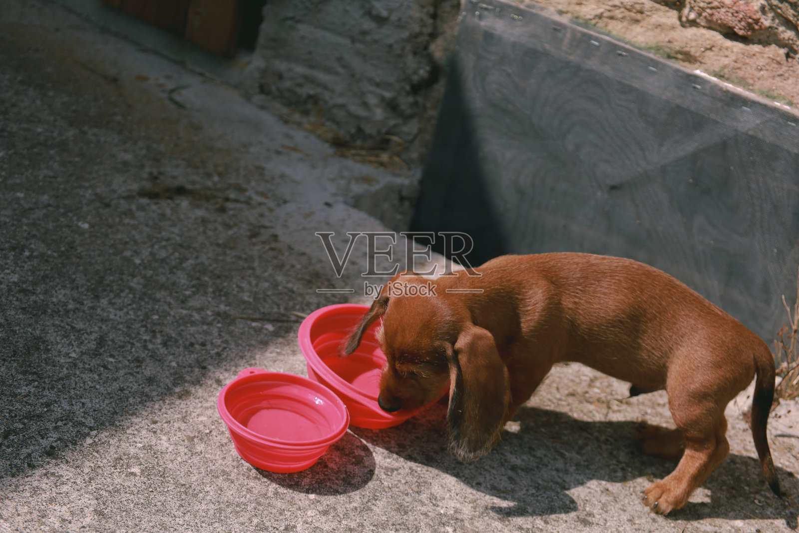 一只小香肠狗照片摄影图片