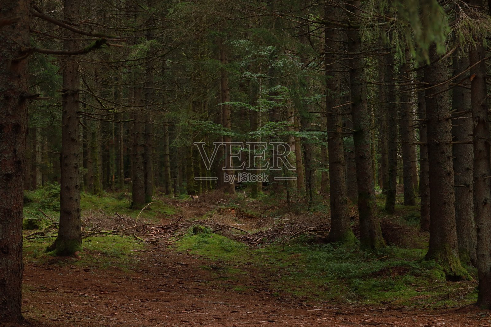 森林照片摄影图片