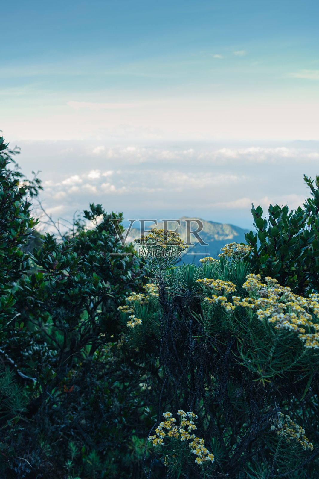风景如画的山花，雪绒花与郁郁葱葱的绿植和多云的天空照片摄影图片