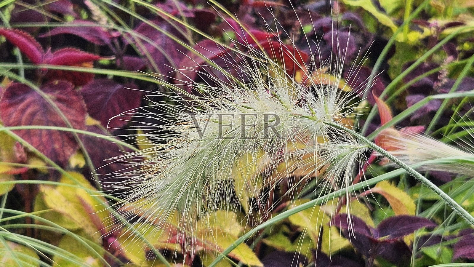 花园中的露珠草照片摄影图片