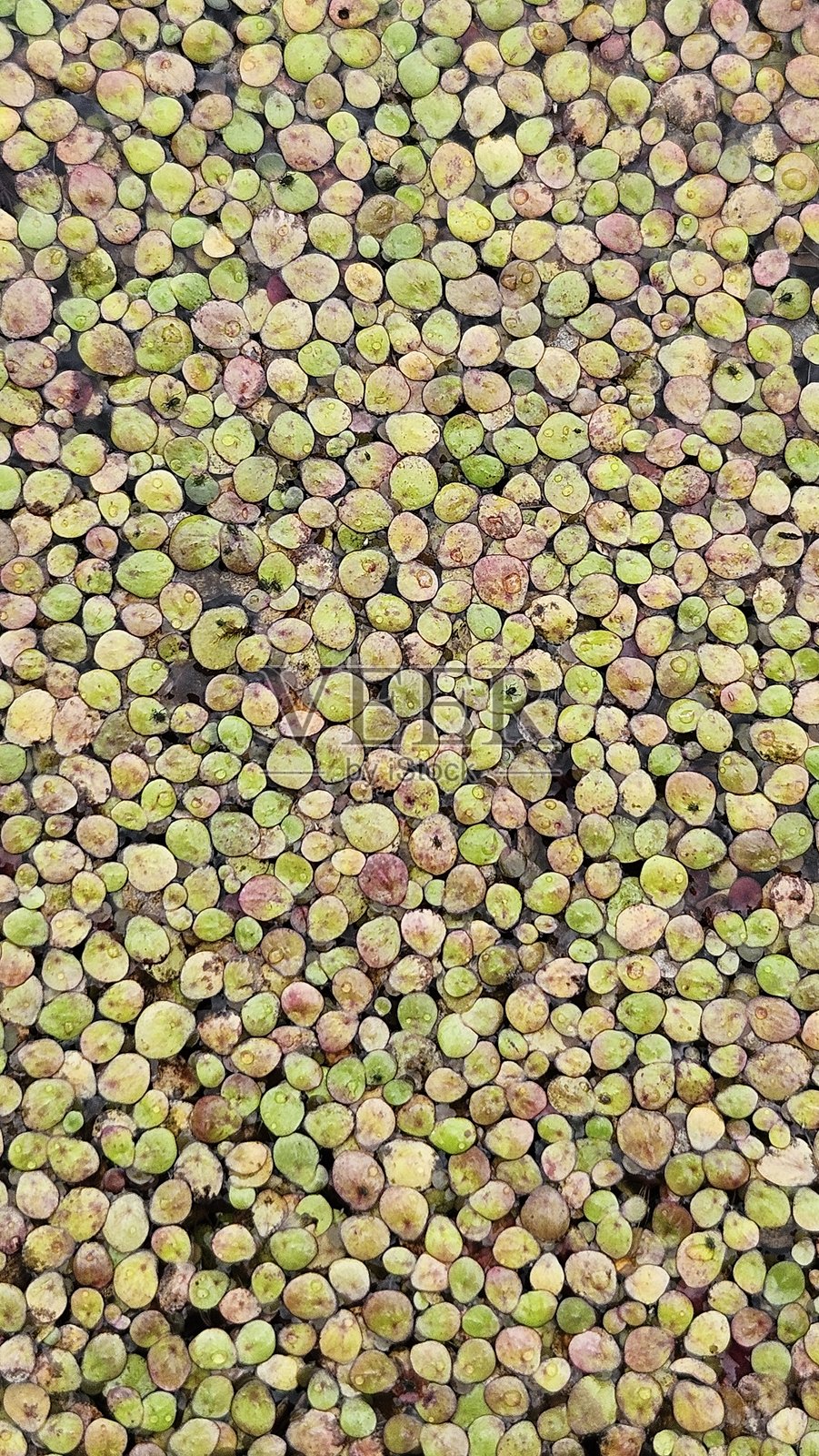 抽象绿色水生植物纹理背景照片摄影图片