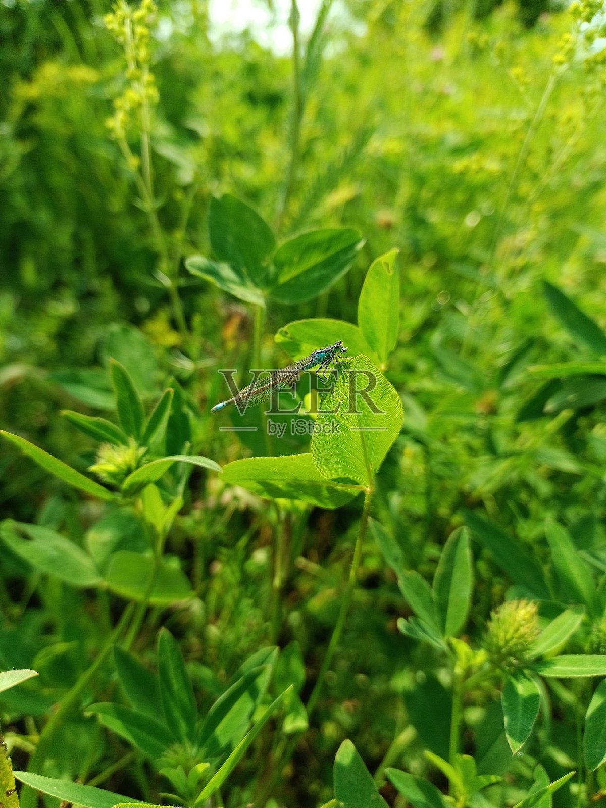 一只蜻蜓，作为猎手，翅膀对称，嘴里叼着猎物，坐在植物的叶子上。细尾蜻蜓。豆娘科。照片摄影图片