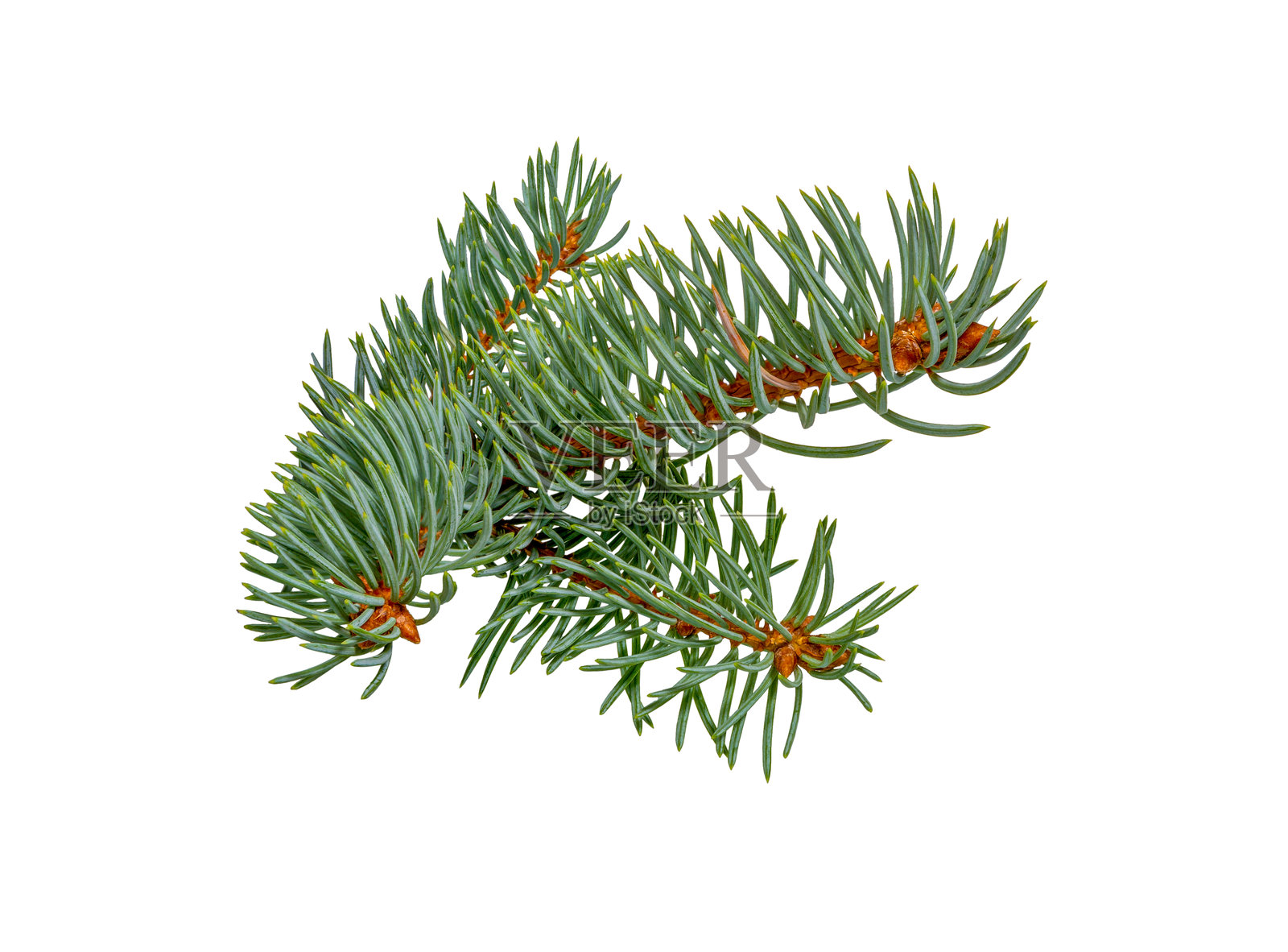 孤立在白色背景上的针叶树枝。圣诞装饰。照片摄影图片