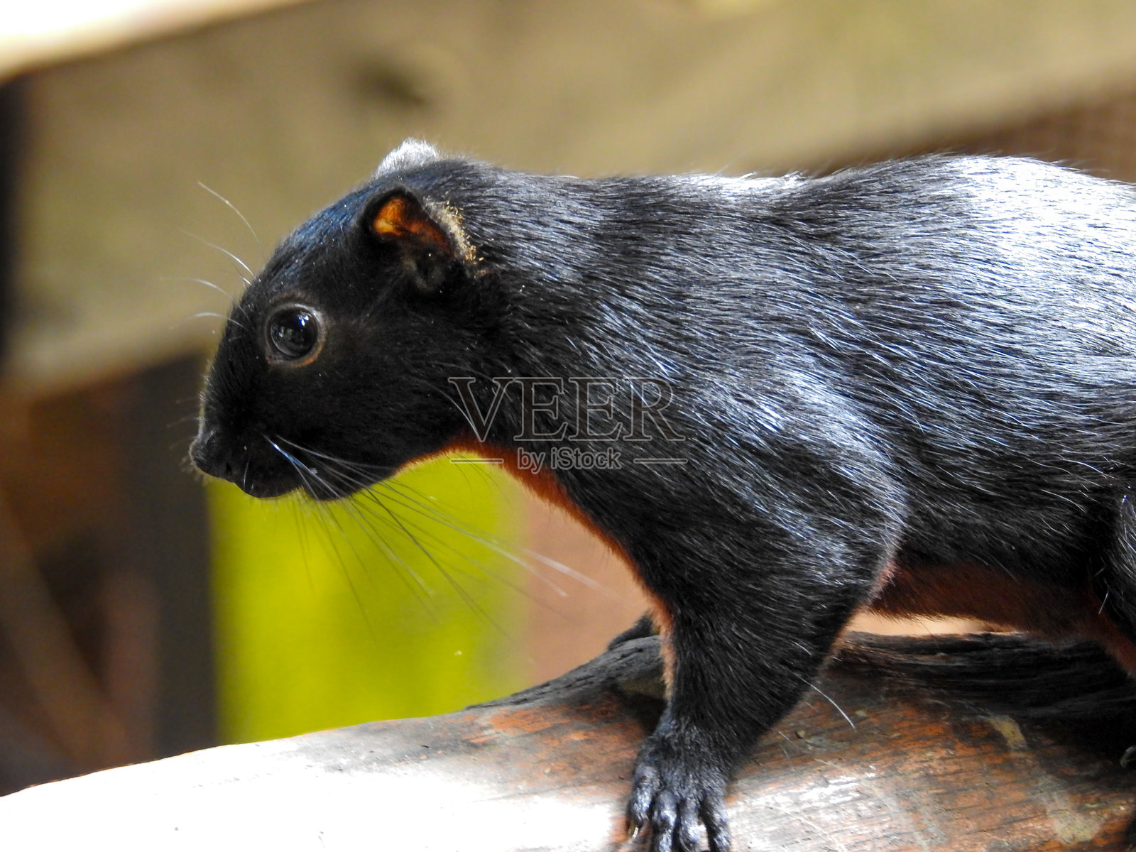 普雷沃斯松鼠的特写镜头照片摄影图片
