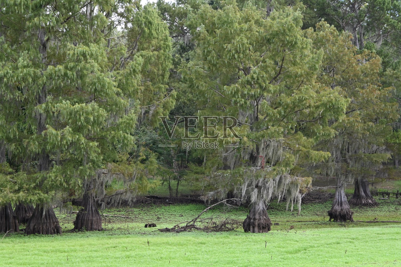 柏树与沼泽照片摄影图片