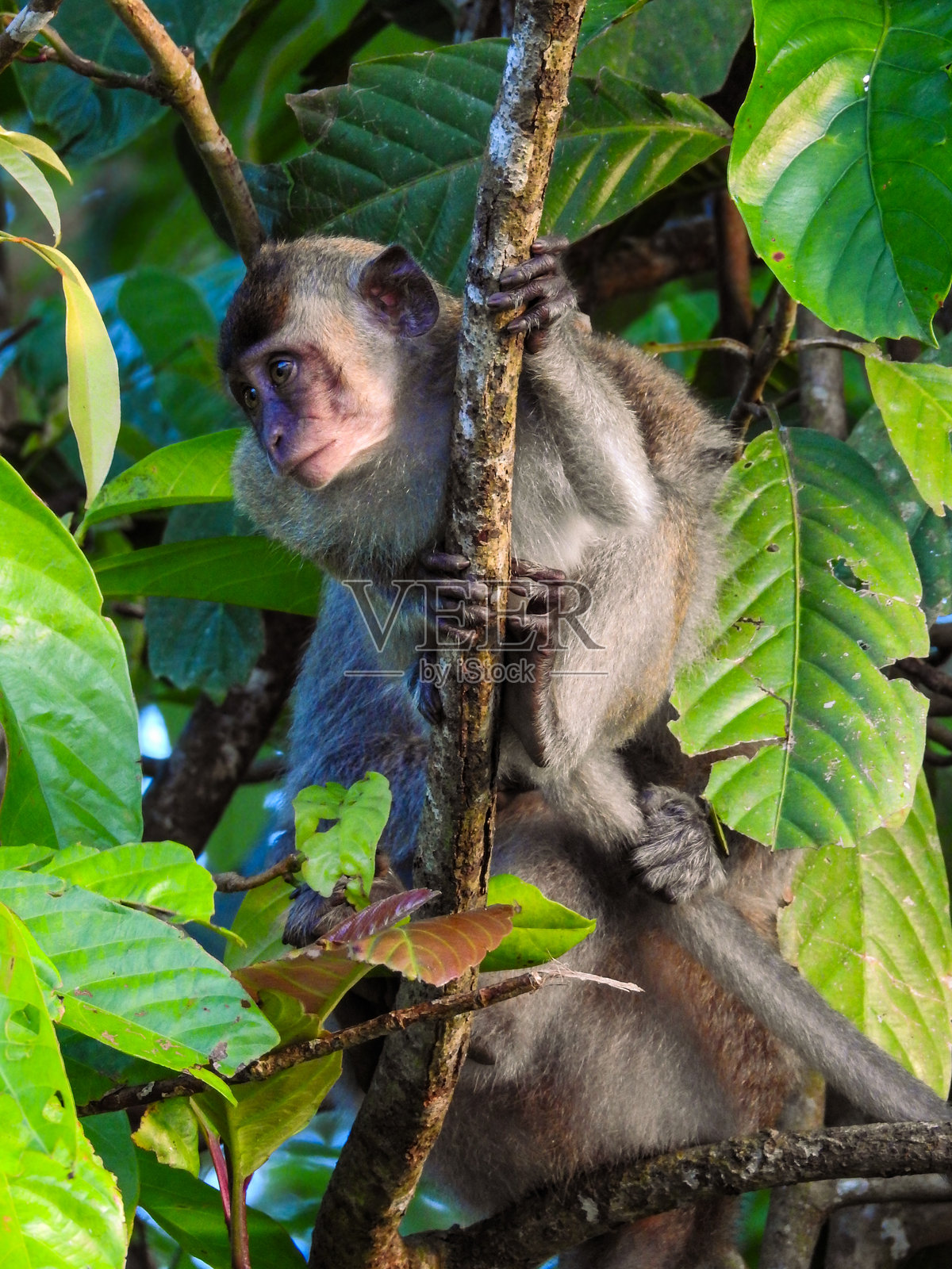 幼年长尾猕猴试图逃脱照片摄影图片