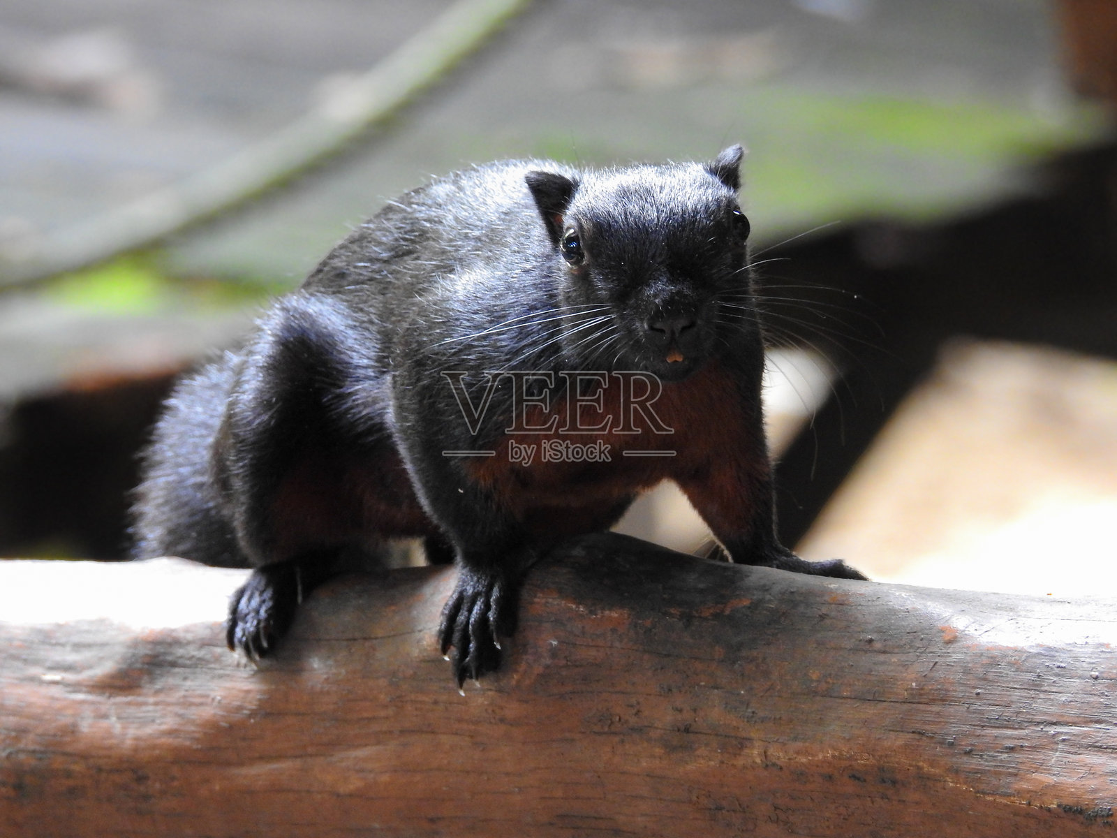 普雷沃斯松鼠盯着镜头照片摄影图片