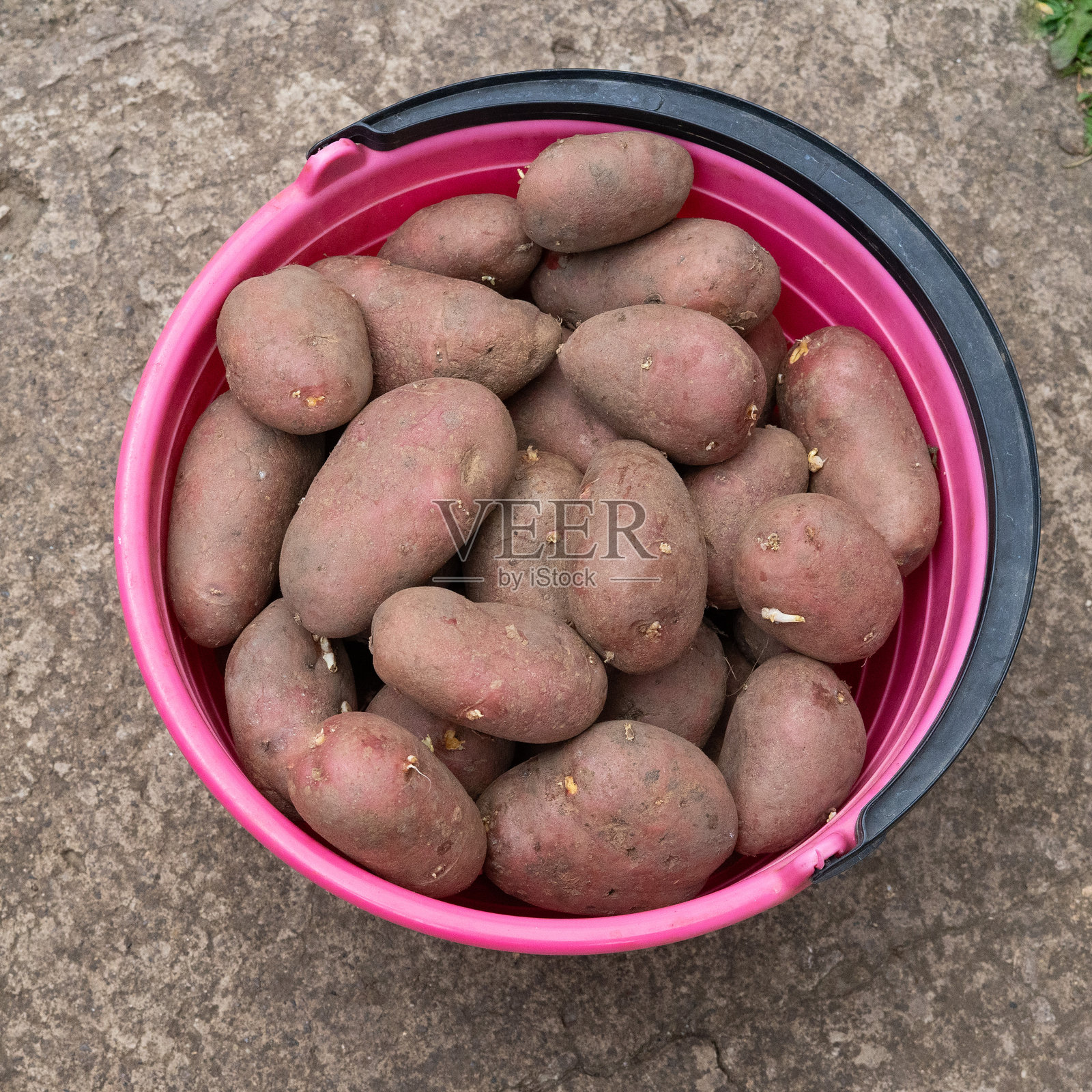 一个充满新鲜采摘的紫色土豆的鲜艳粉色桶，展示了它们独特的形状和有机品质，背景为自然景观。照片摄影图片