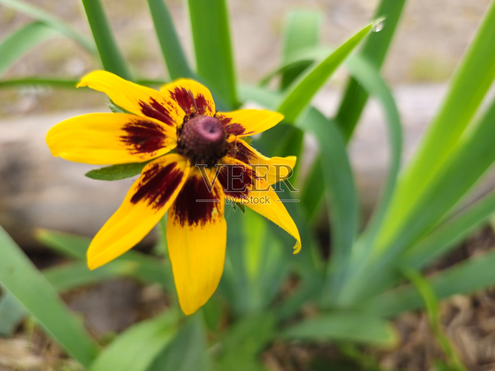 2025年的夏天照片摄影图片