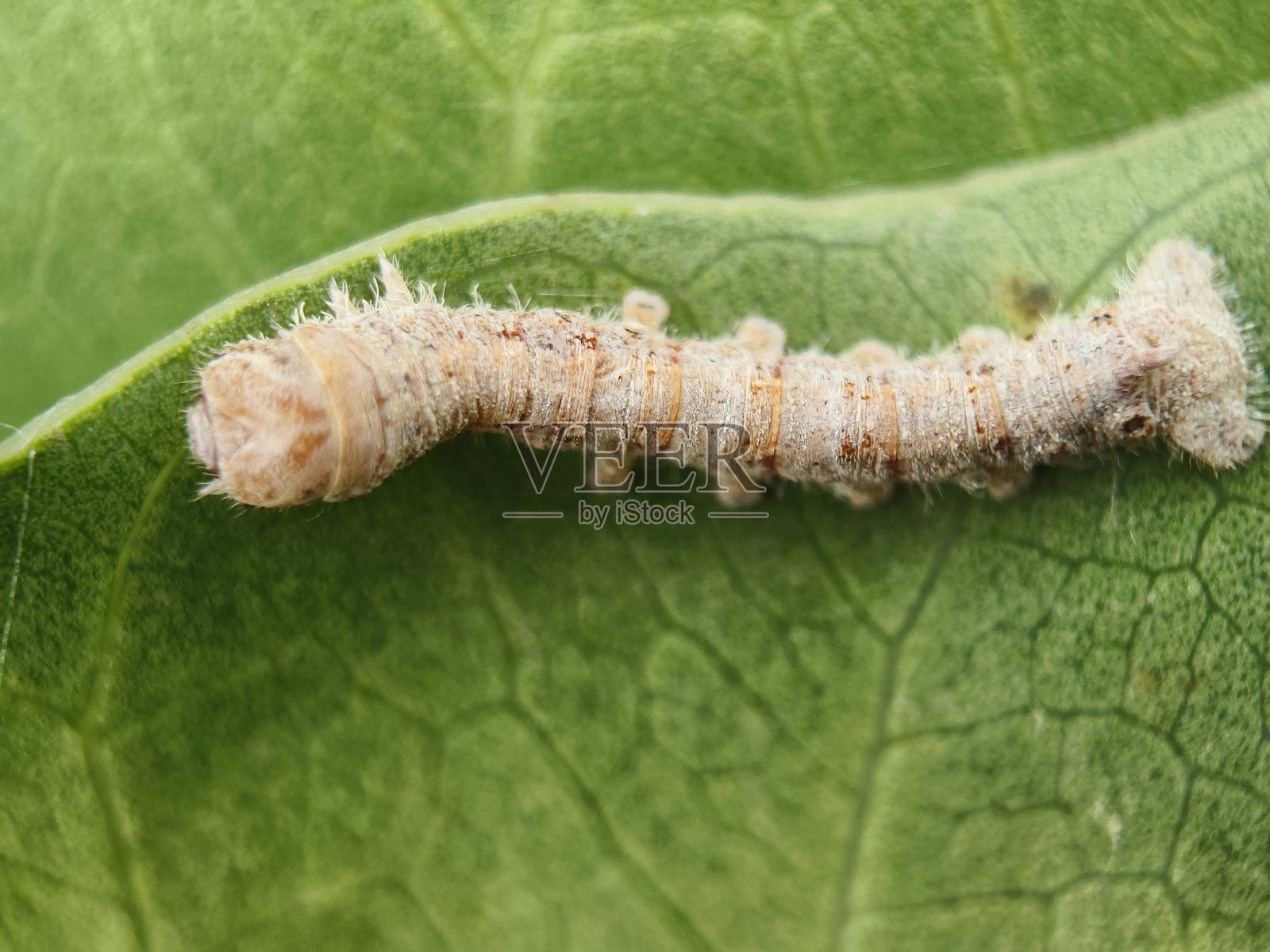 蛾的幼虫阶段照片摄影图片