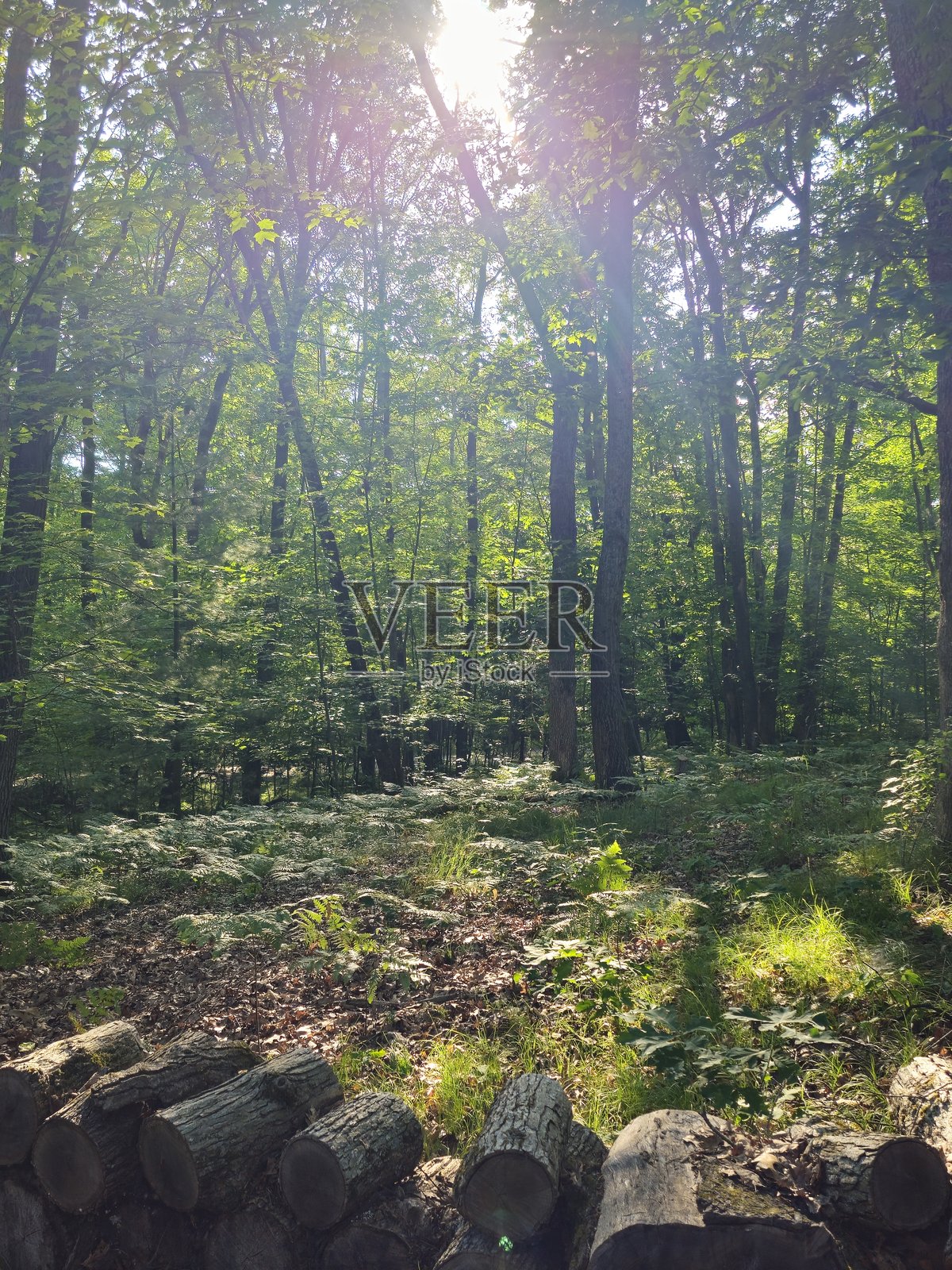 2025年夏季照片摄影图片