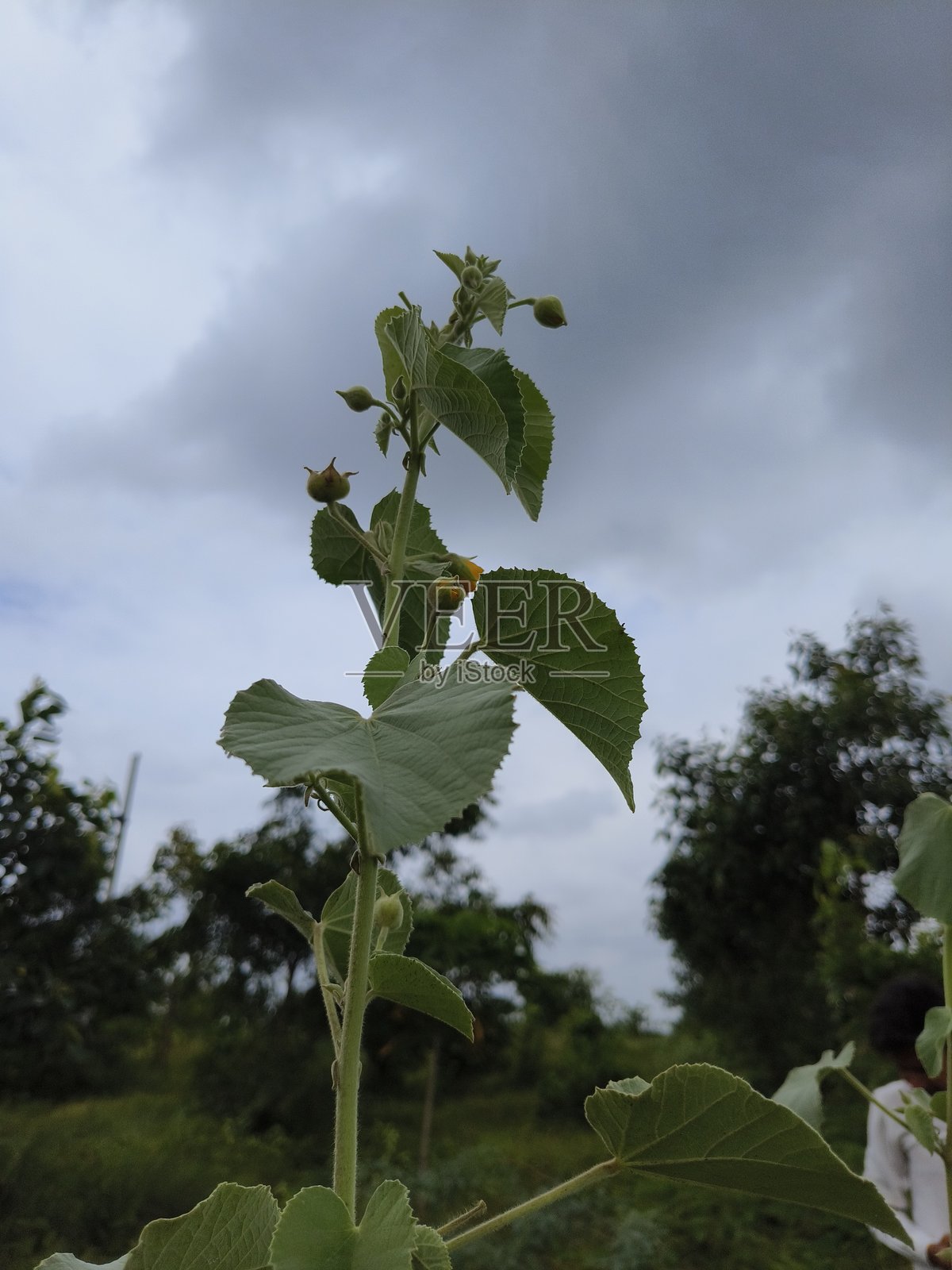 天鹅绒叶植物照片摄影图片