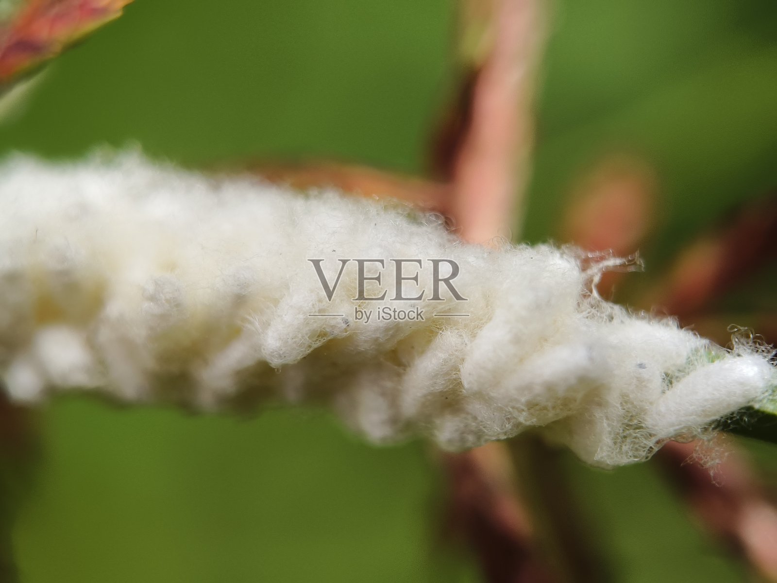 一簇茧照片摄影图片