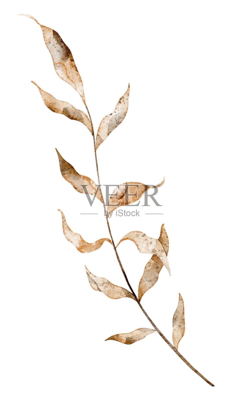 秋季婚礼邀请函或贺卡用的水彩干枯树枝和落叶插图。适合森林主题和乡村装饰的孤立背景上的小枝条插图。插画图片素材