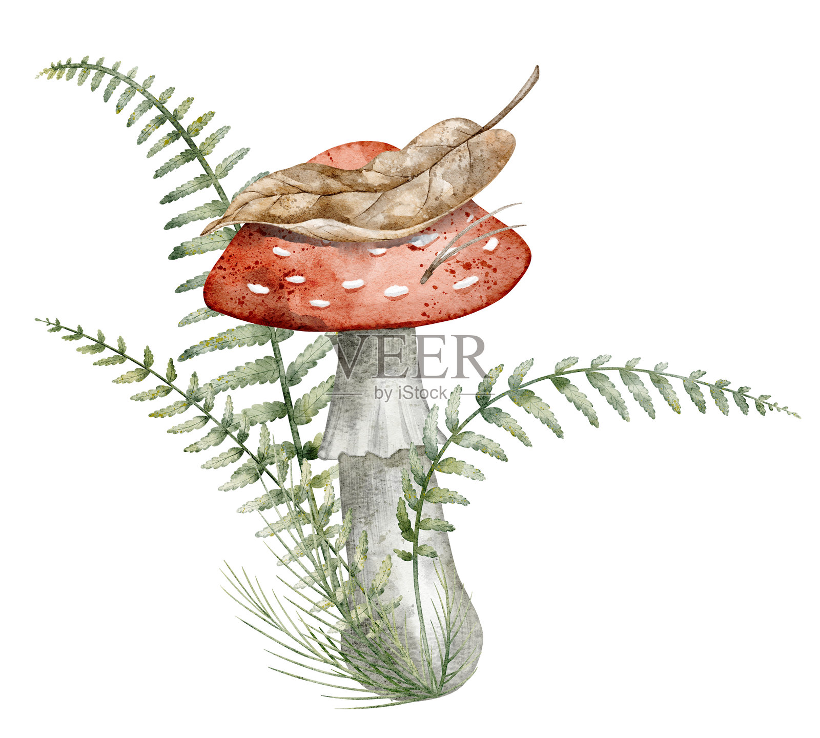 水彩画的苍蝇伞菌，配有蕨类植物叶子和秋季树叶。用于植物艺术作品和季节性自然项目的森林真菌插图。孤立背景上的森林蘑菇绘画。插画图片素材