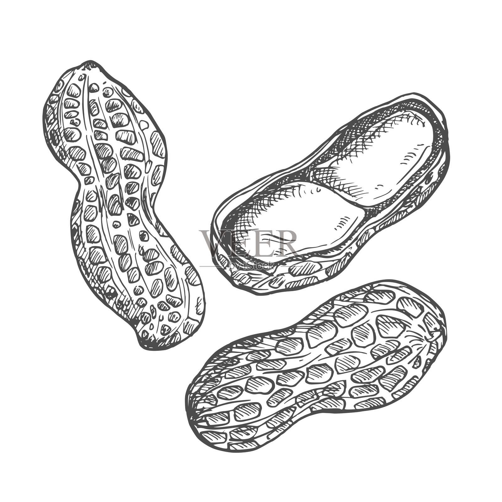 花生墨水手绘素描，孤立在白色背景上插画图片素材