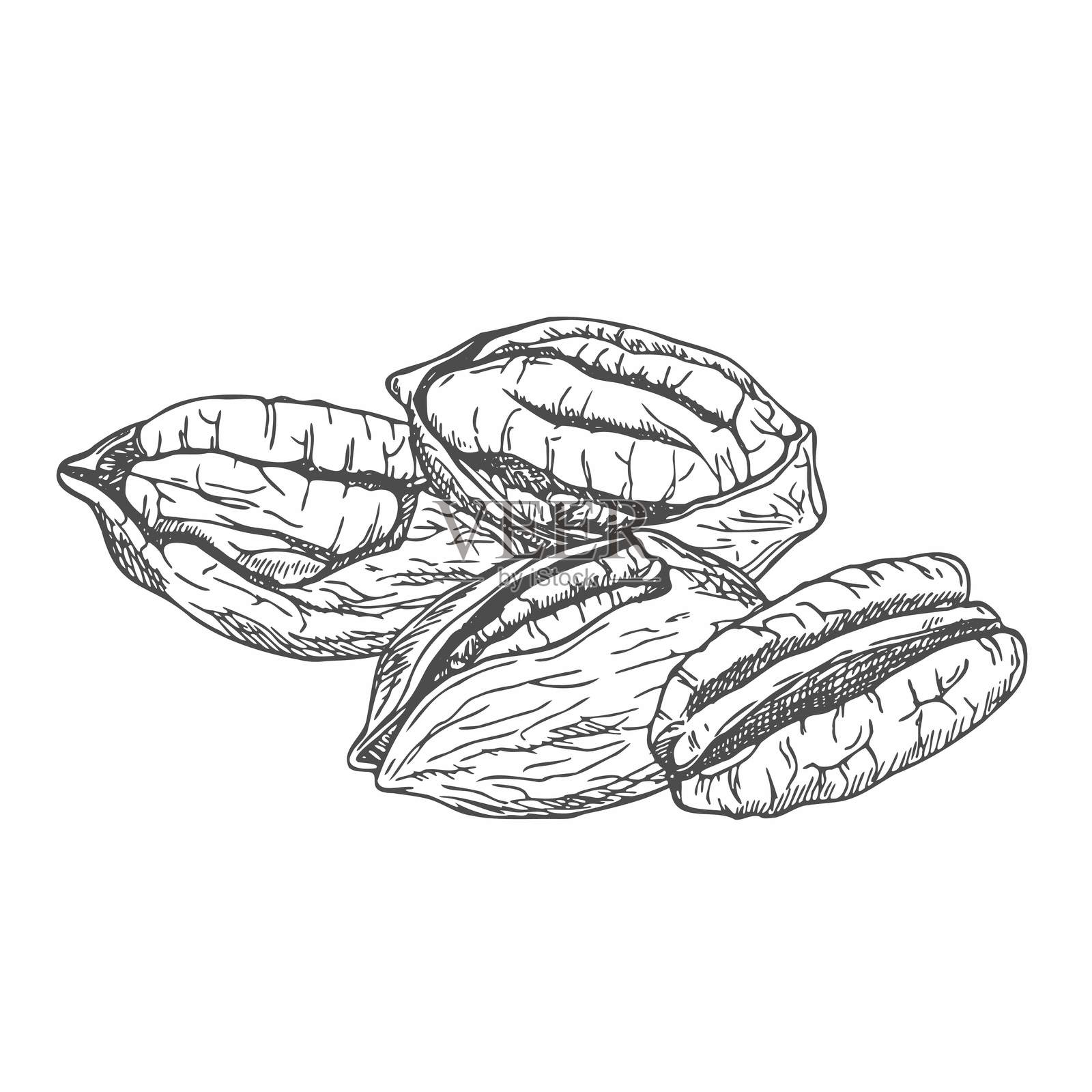 手绘的山核桃矢量图，用于模板标签、包装和农贸市场设计的徽章。复古素描风格。插画图片素材