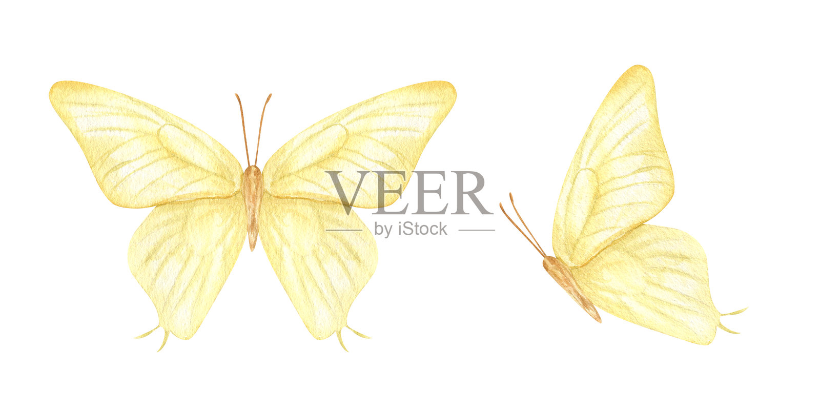 两只黄色蝴蝶在飞翔，水彩剪贴画，背景为纯色。正面视图和侧面视图。手绘的飘逸蛾子，适用于婴儿房装饰、婚礼文具、时尚纺织品和春季设计。插画图片素材