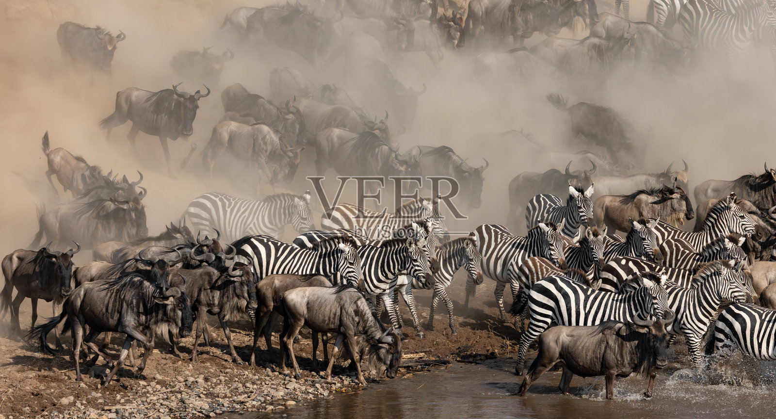 大迁徙的角马照片摄影图片