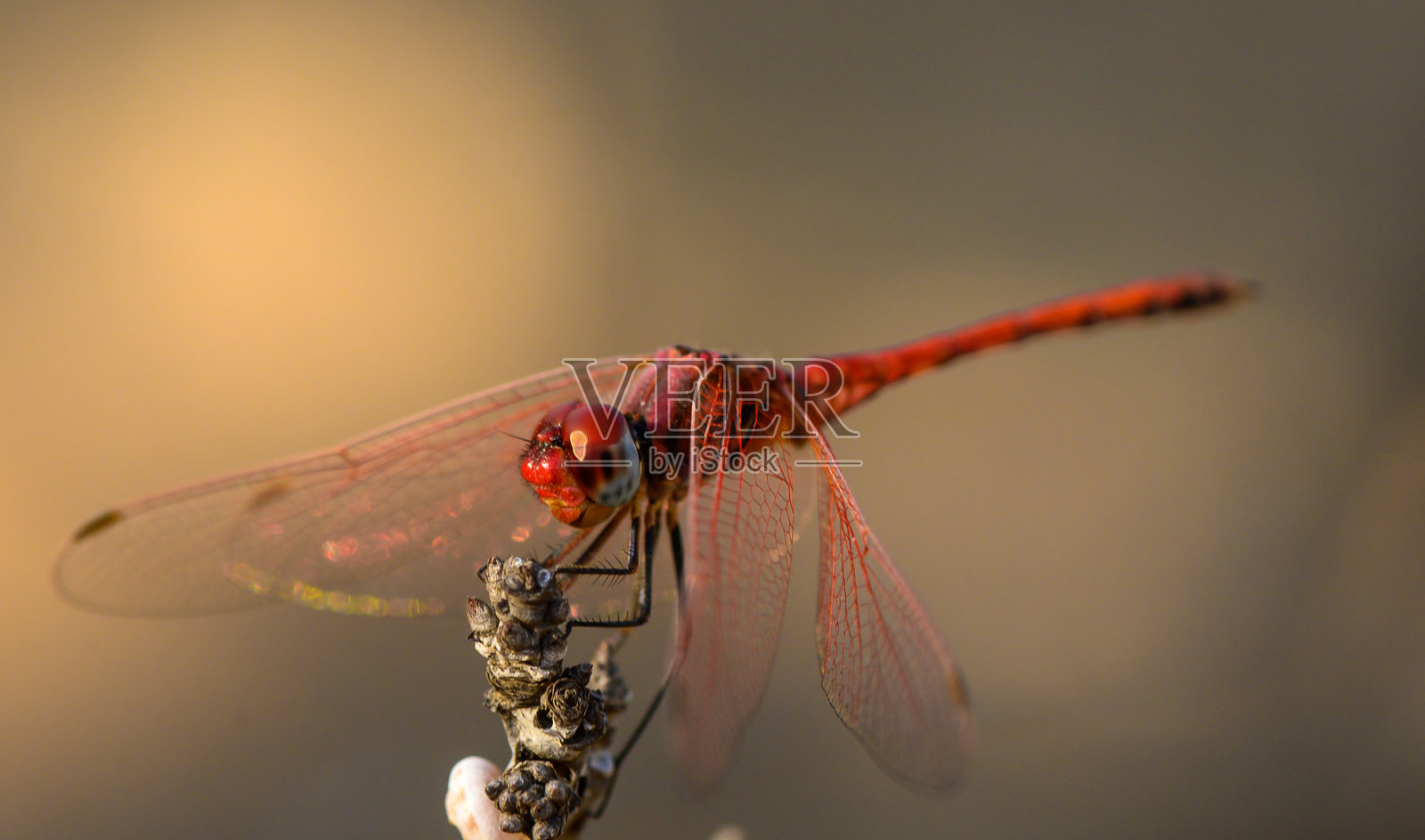 在塞浦路斯柔和的日落光线下，树枝上的蜻蜓照片摄影图片