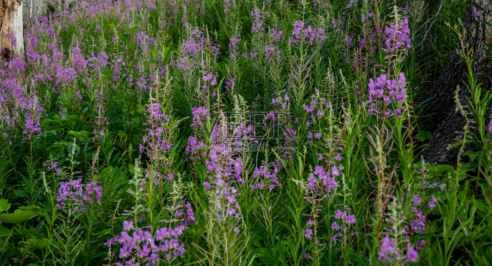 夏季盛开的浓密火绒草花丛照片摄影图片