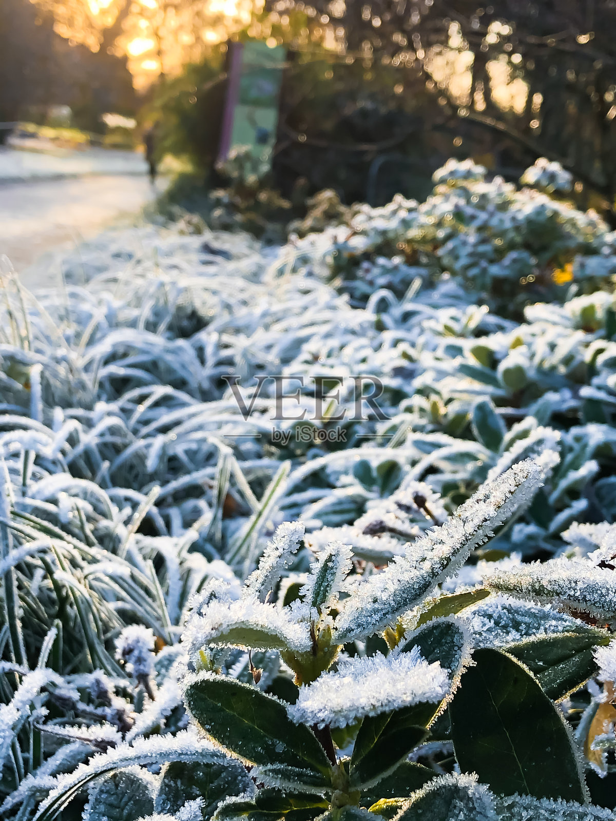 冬季清晨的冰冻叶子，冰霜覆盖的叶子。美丽的自然背景，俯视花园中薄荷叶上覆盖着初秋霜冻的景象。照片摄影图片