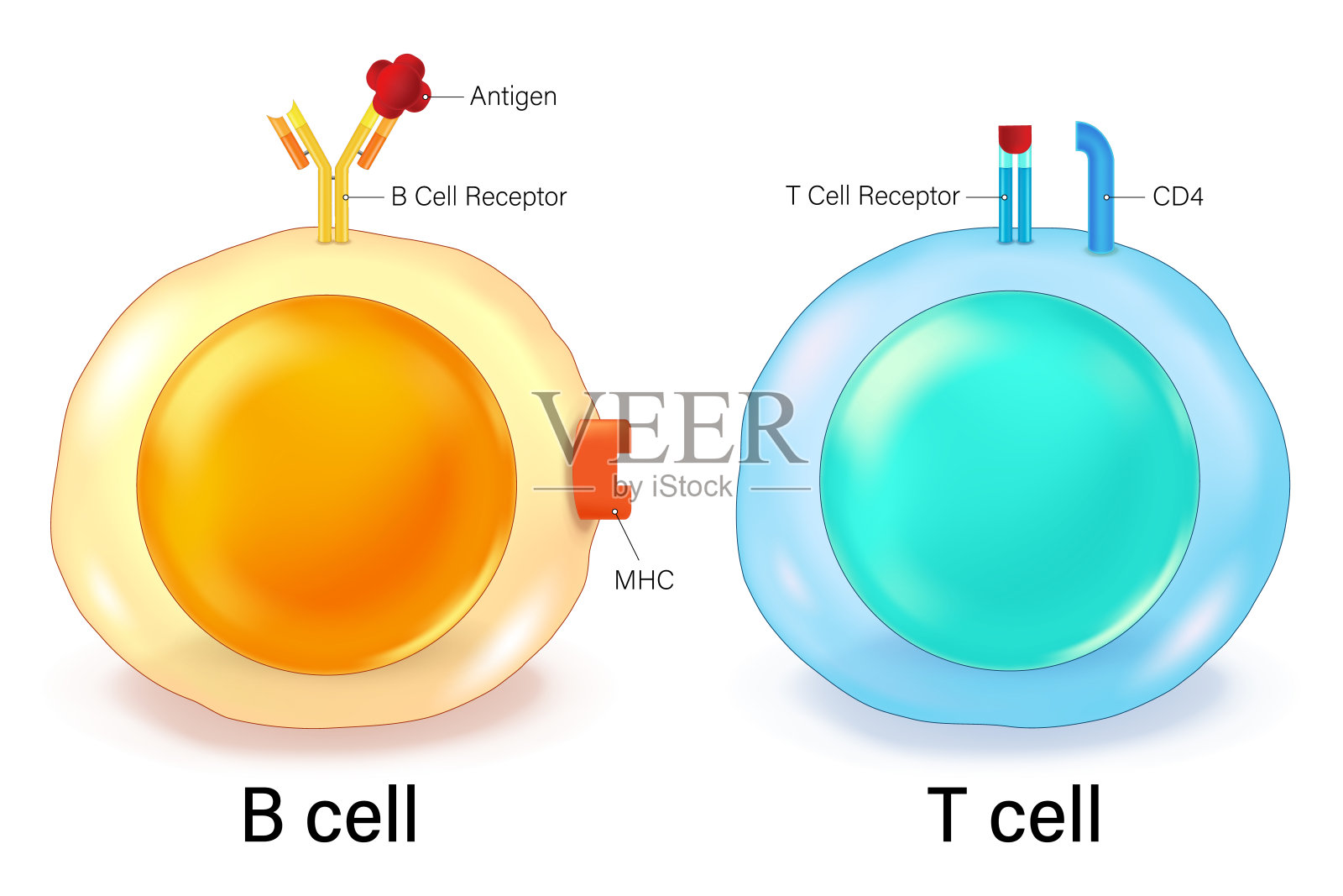 T细胞和B细胞。适应性免疫系统。T淋巴细胞和B淋巴细胞。T细胞受体和B细胞受体。体液免疫。插画图片素材