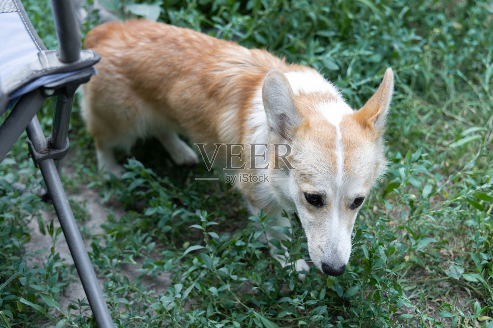 有趣的时刻，一只彭布罗克威尔士柯基低着头在绿草地上走。这个姿势给人一种幽默的内疚或恶作剧的印象。照片摄影图片