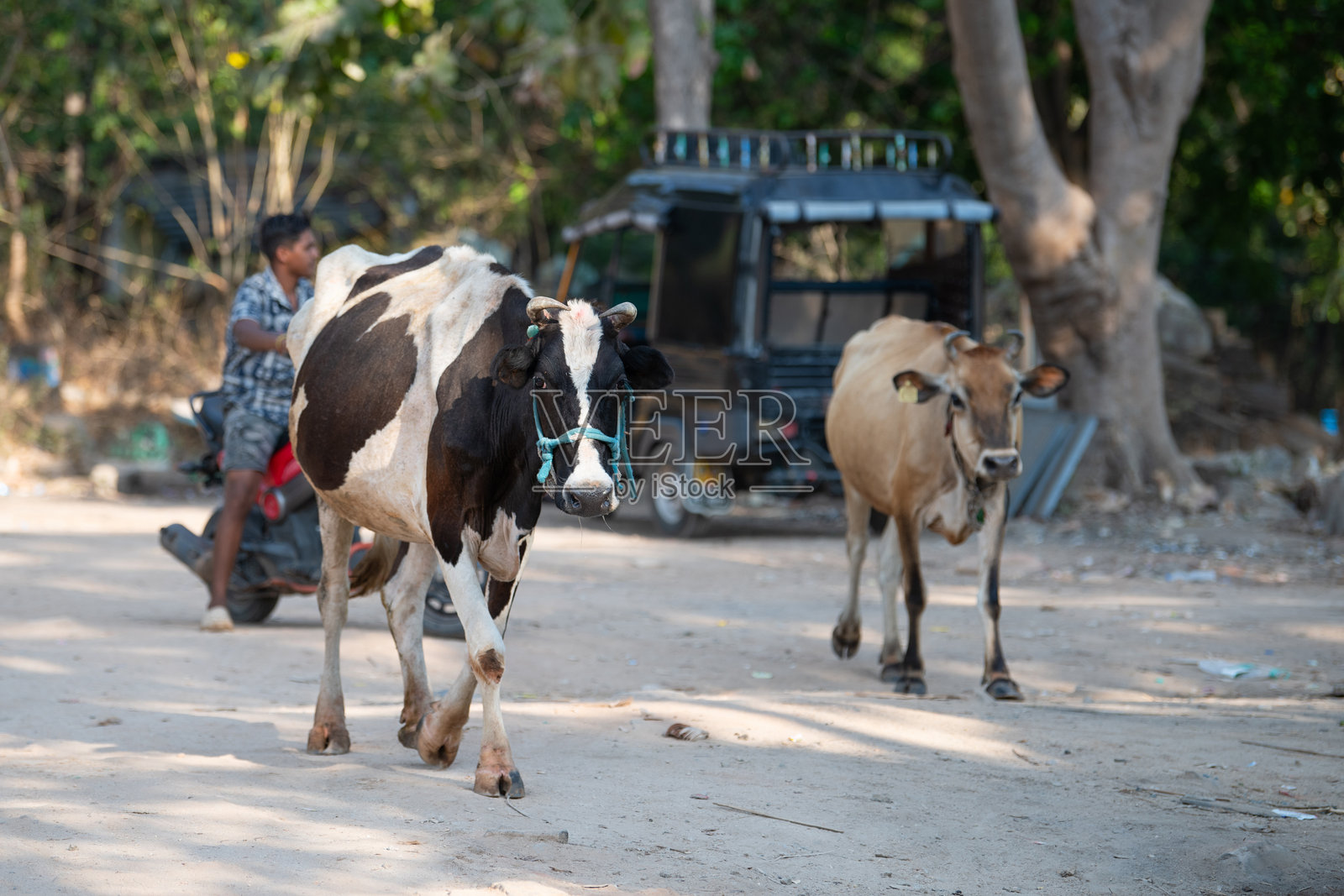 在印度汉皮，街道中央走着一头神圣的牛，动物，印度宗教与文化，城市生活方式照片摄影图片