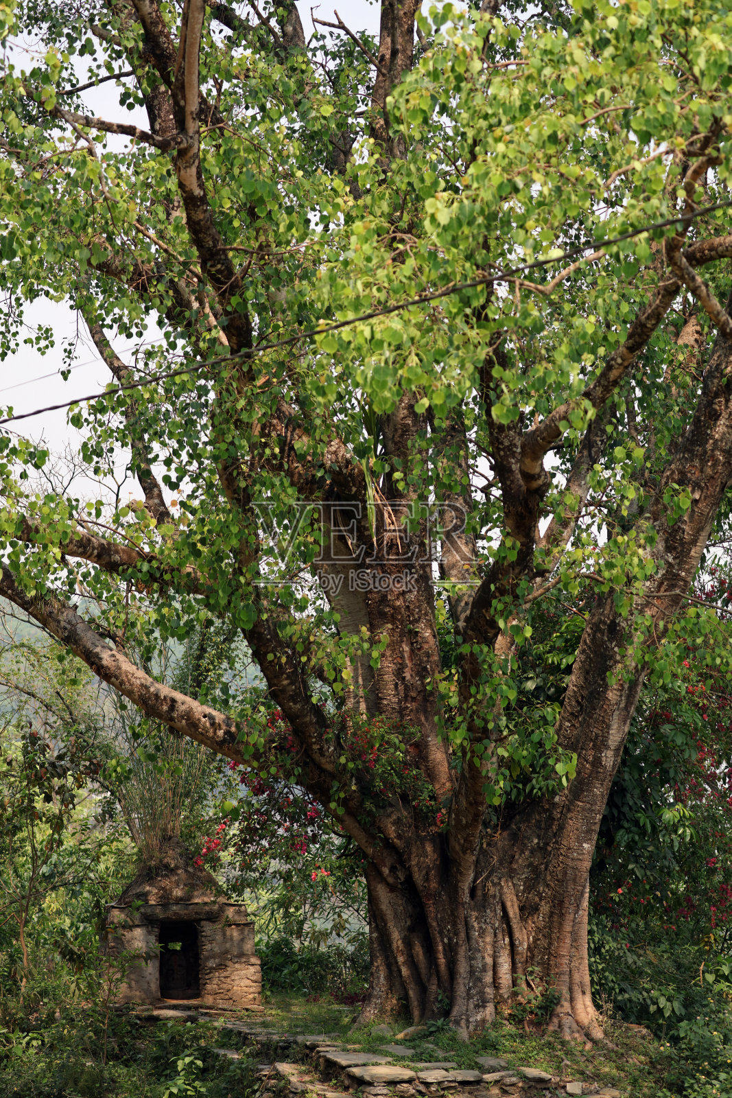 尼泊尔博卡拉附近森林中的佛教圣 shrine照片摄影图片