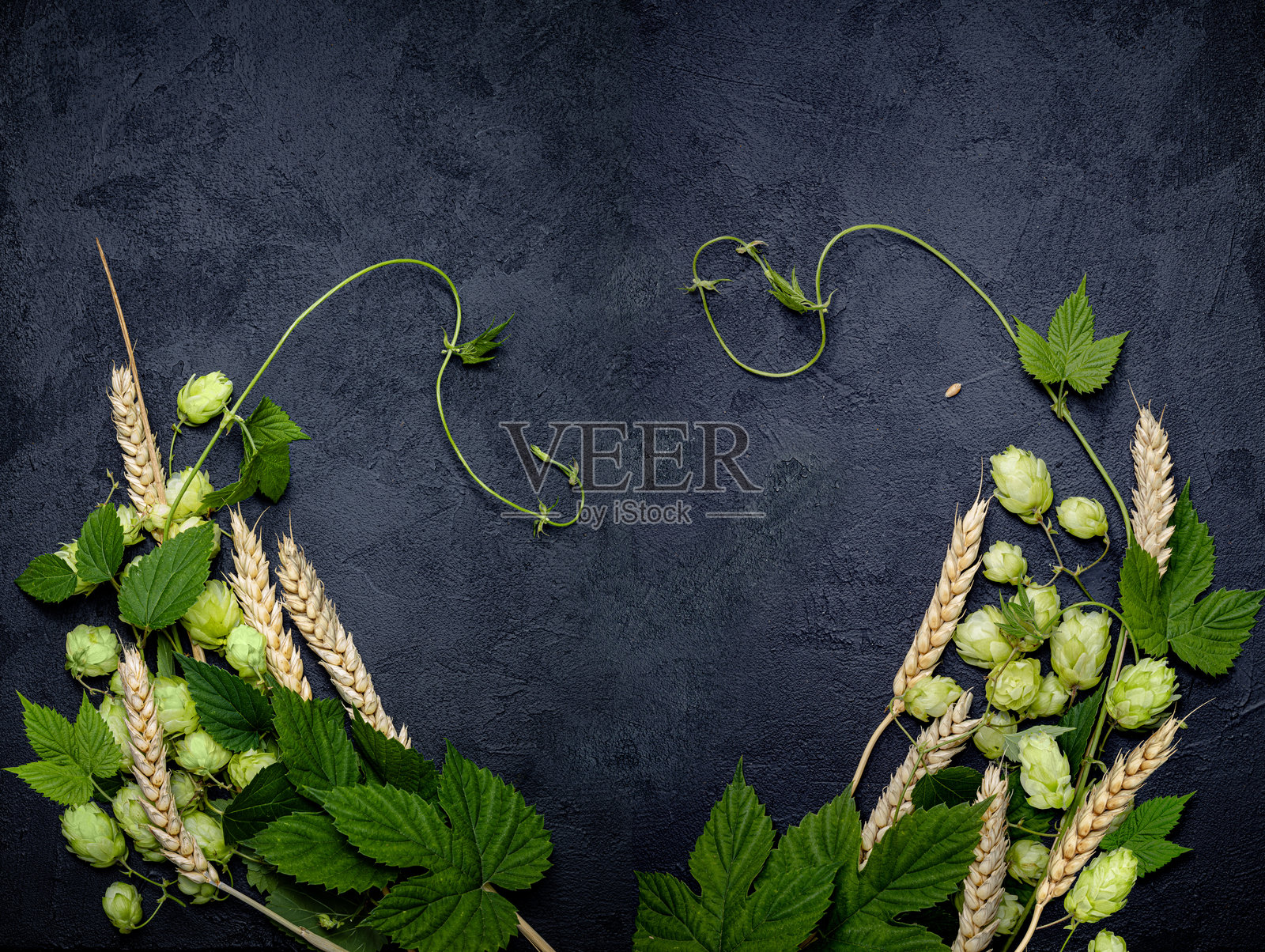 啤酒概念背景。啤酒花和麦穗对称地排列在黑色纹理表面上。酿酒厂图像模板，留有空白空间。照片摄影图片