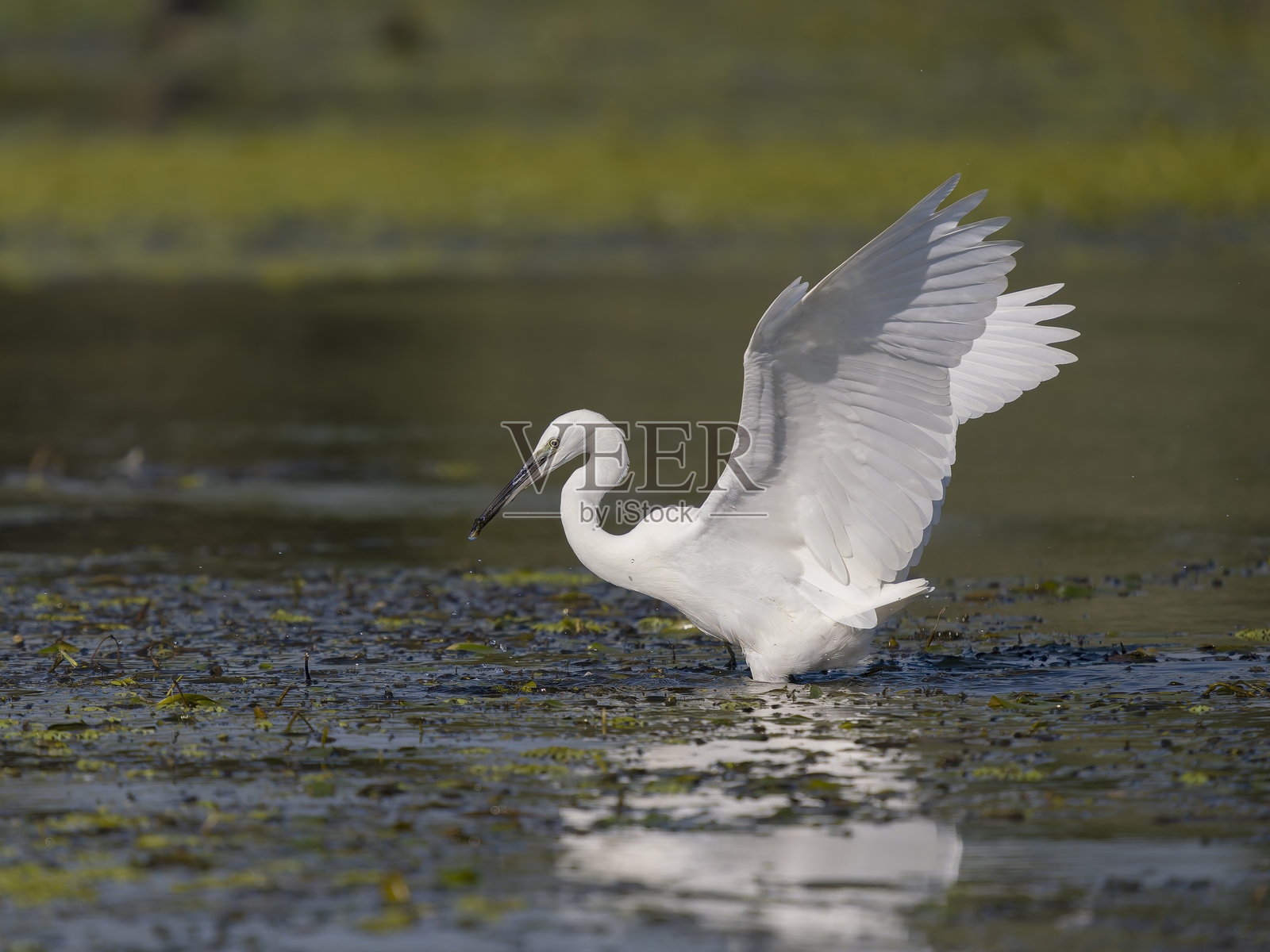 小白鹭，白鹭（Egretta garzetta），照片摄影图片