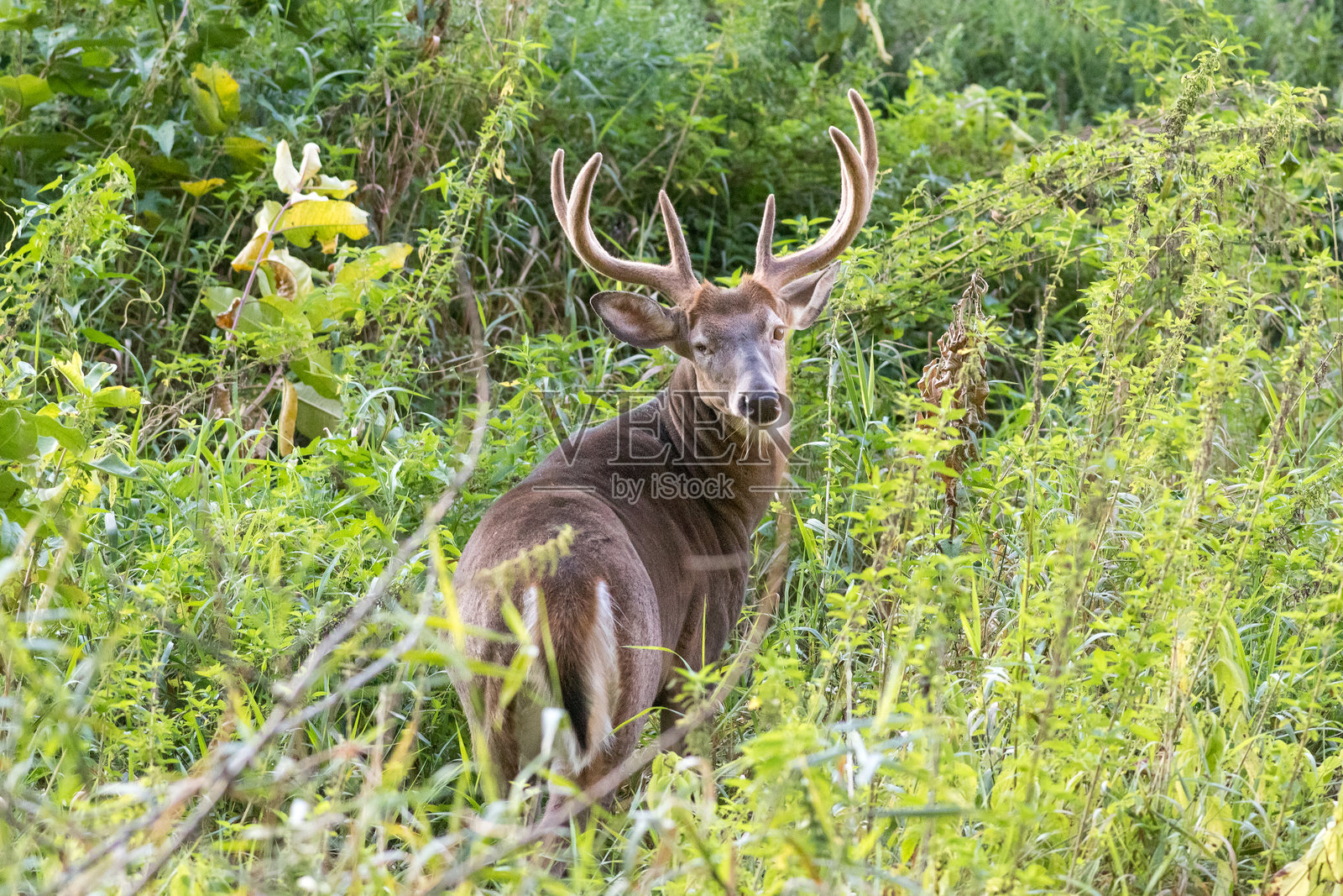 森林中的白尾鹿照片摄影图片