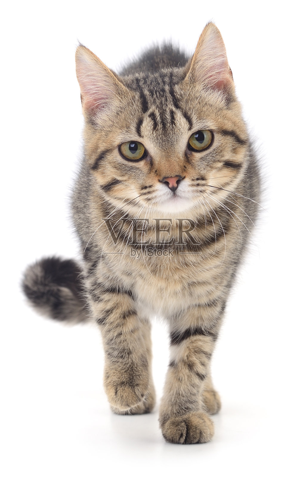 孤立在白色背景上的虎斑小猫走动照片摄影图片