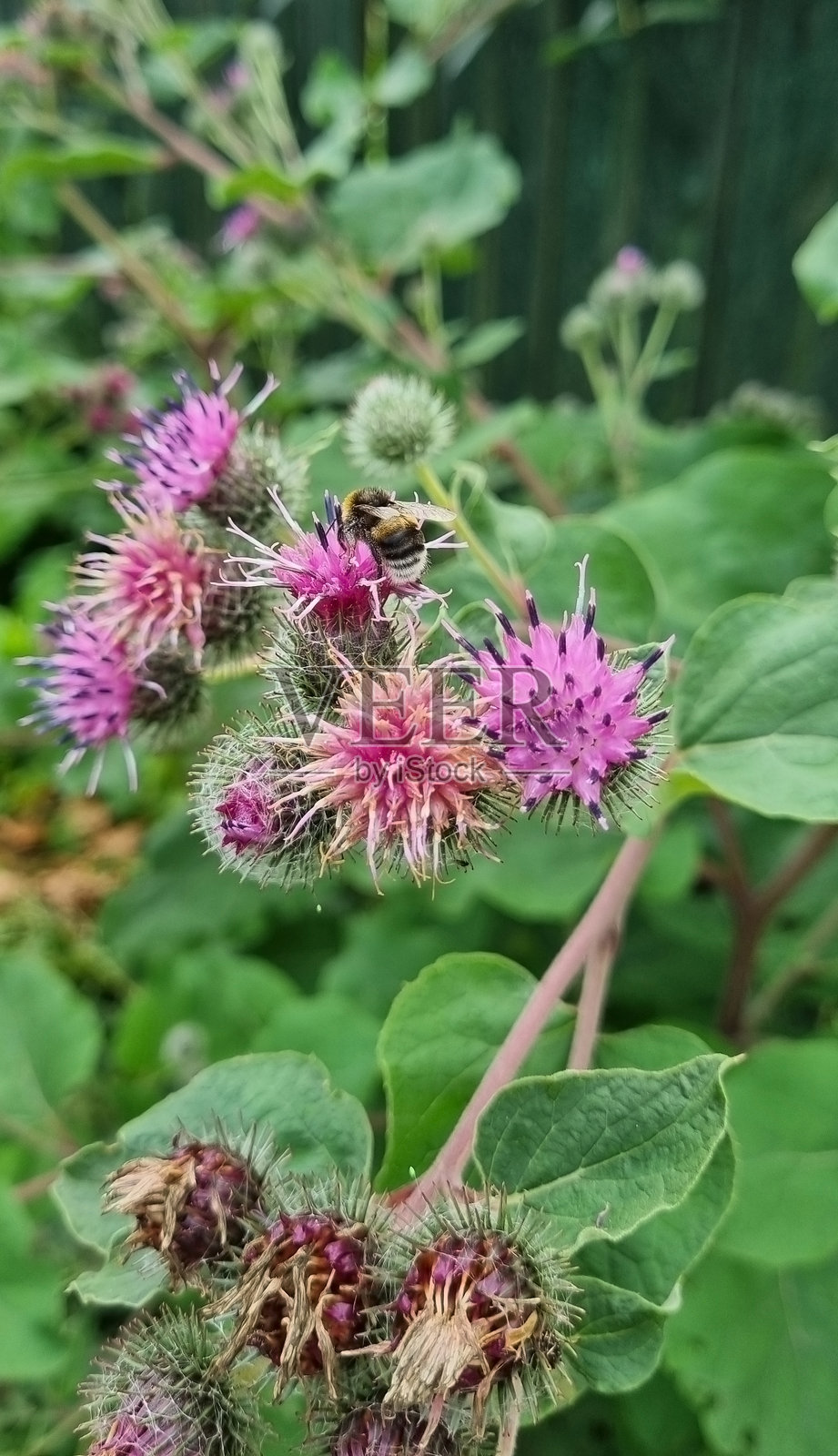大黄蜂在花园中为牛蒡花授粉。特写，选择性对焦照片摄影图片