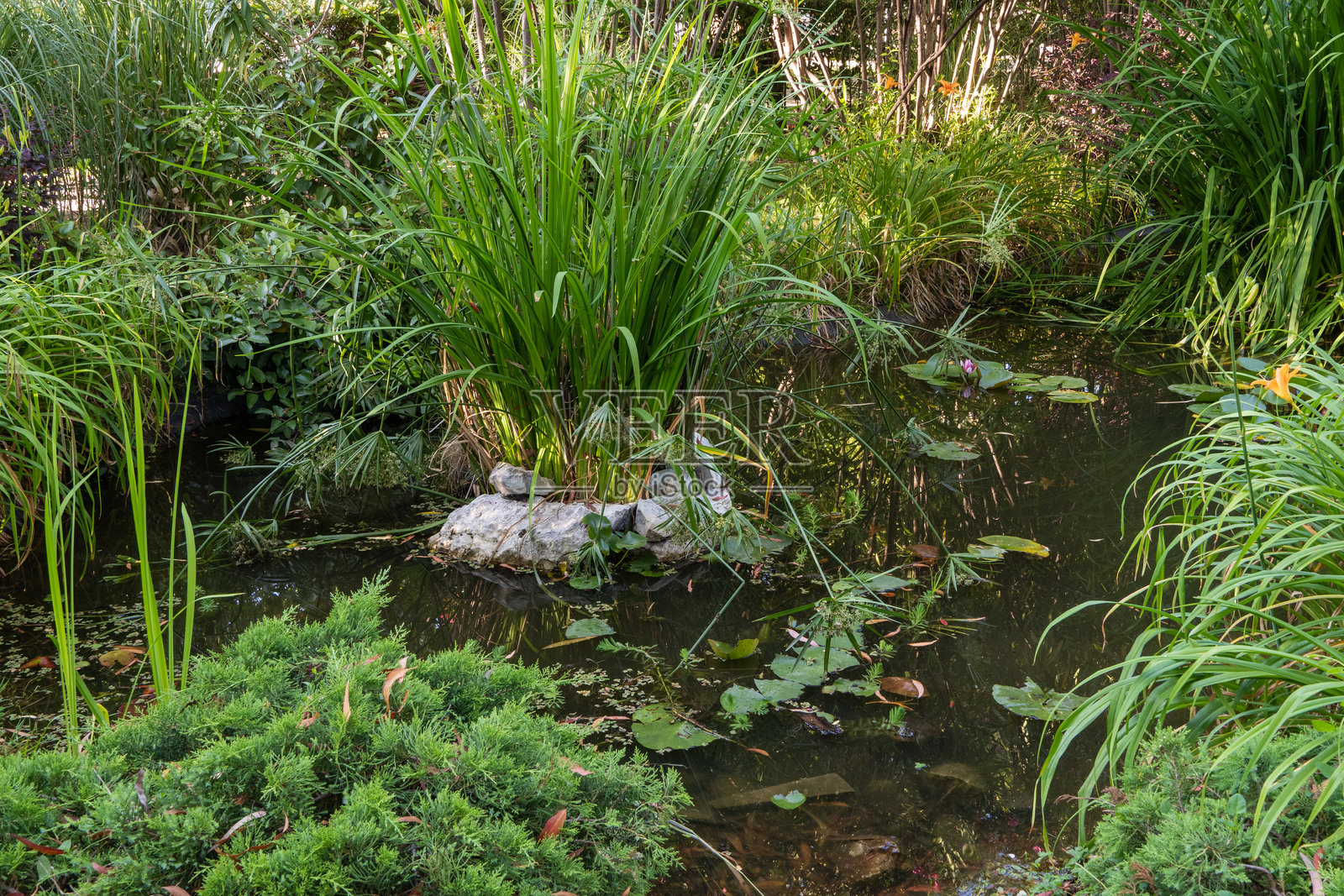 宁静的花园池塘，四周环绕着郁郁葱葱的芦苇、水生植物和漂浮的睡莲，中央有一个小石头岛。索契的城市公园位于冬季剧院附近。照片摄影图片