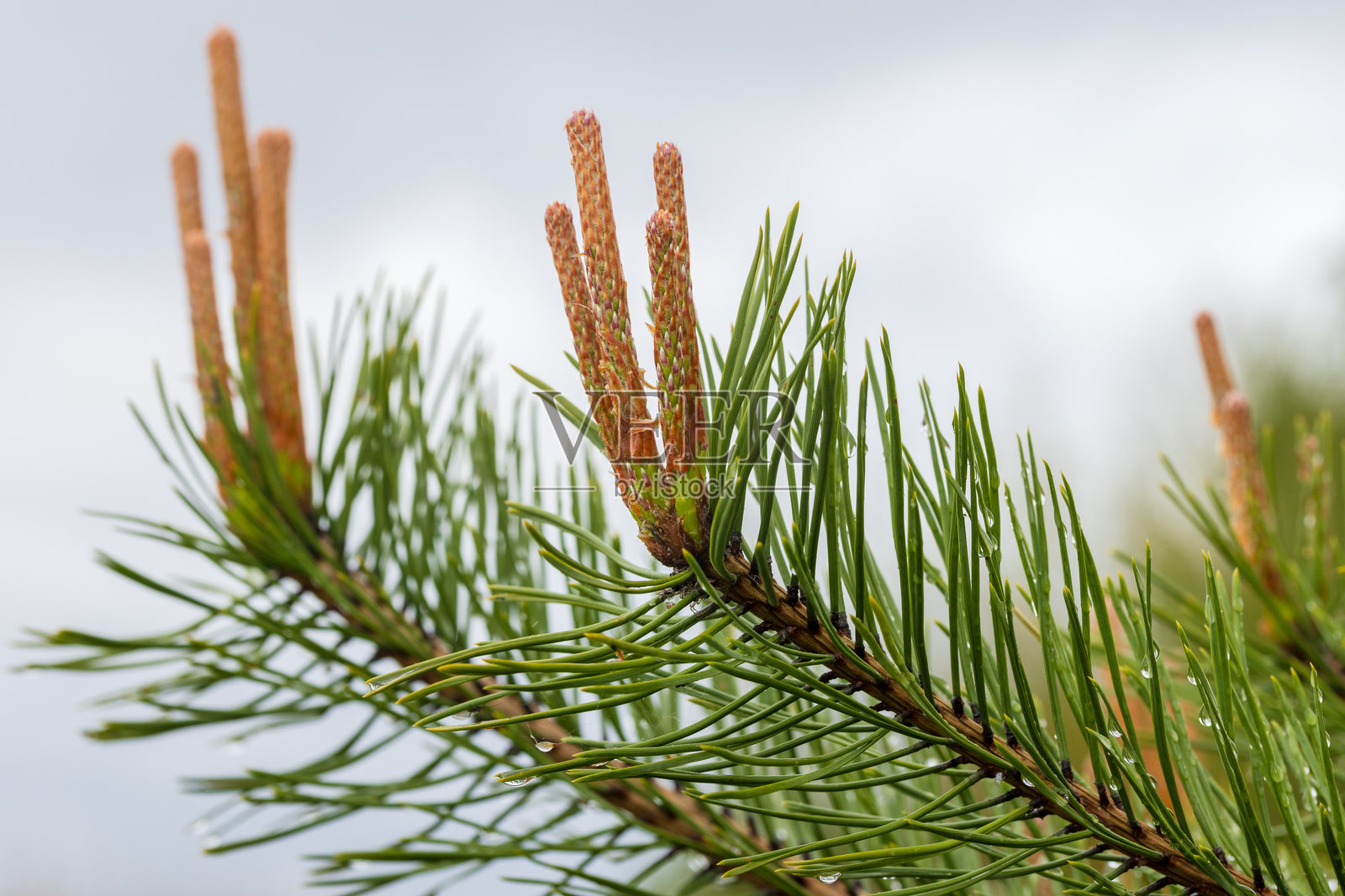 新鲜松枝的特写，生机勃勃的绿色针叶。照片摄影图片