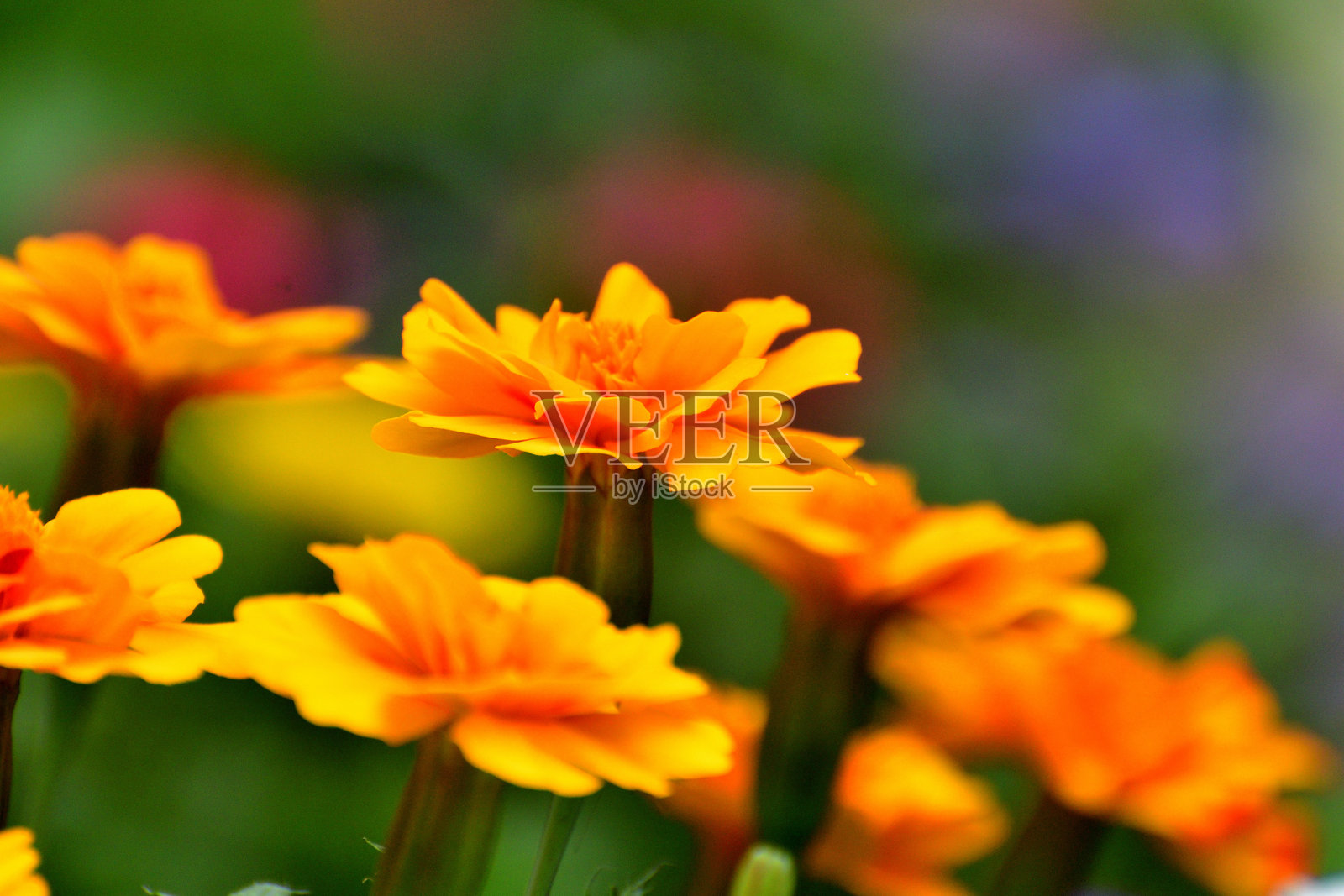 万寿菊：色彩温暖、背景明亮的欢快花朵照片摄影图片