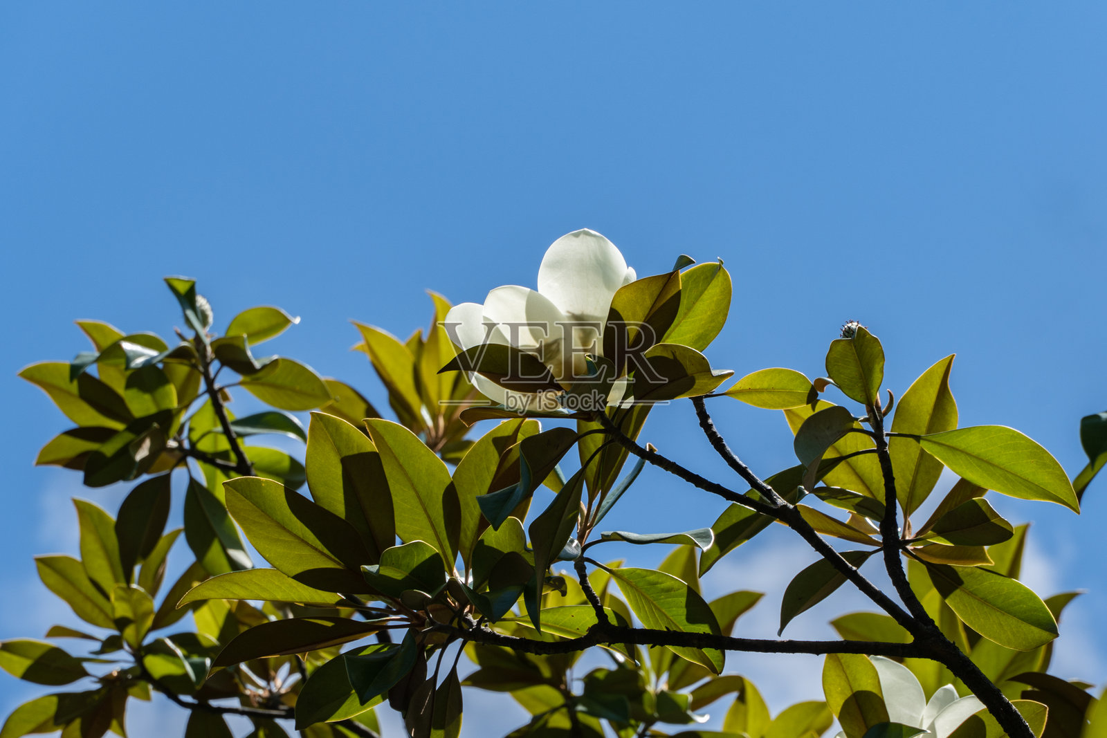 盛开的白色玉兰花，周围环绕着郁郁葱葱的绿叶，背景是晴朗的蓝天。玉兰花生长在索契市的“里维埃拉”公园。照片摄影图片