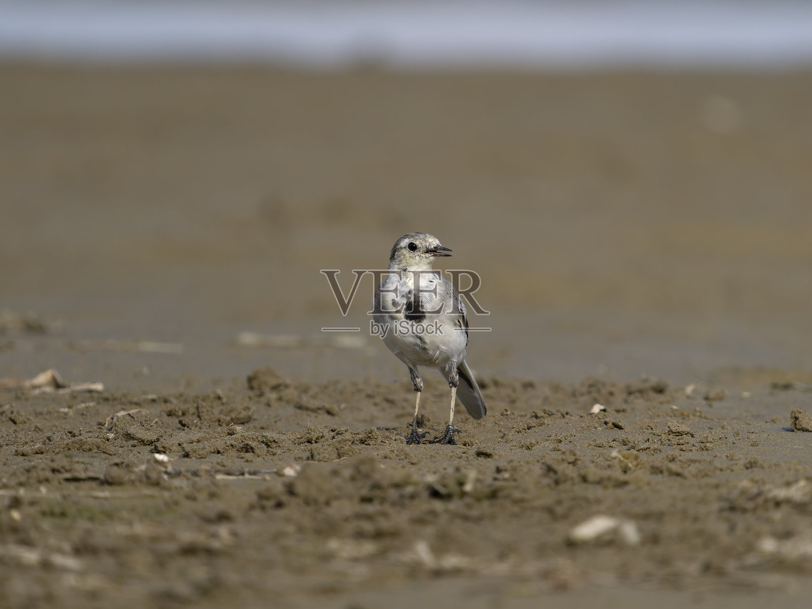 白鹡鸰，白鹡鸰属照片摄影图片